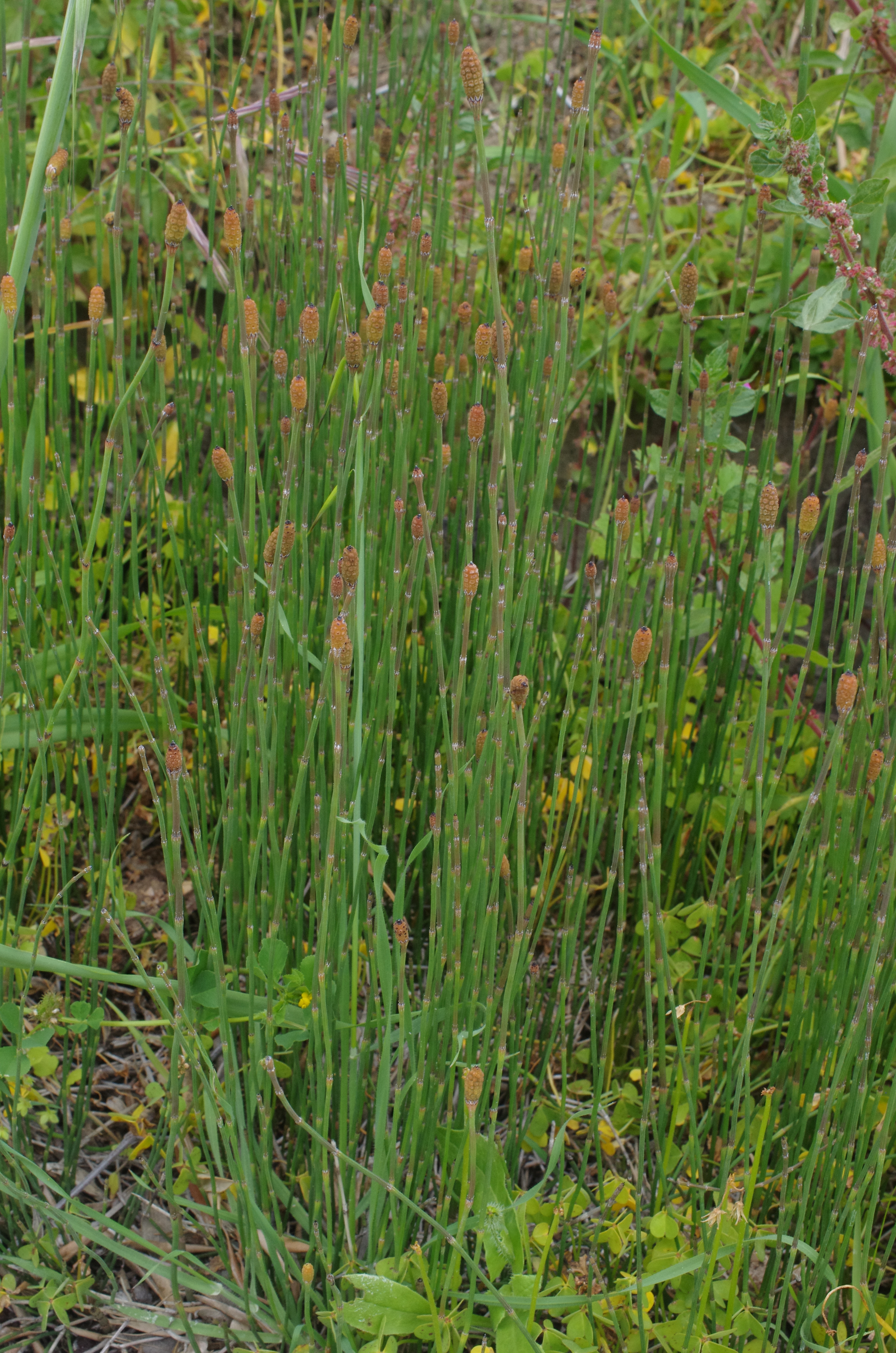 equisetum ramosissimum