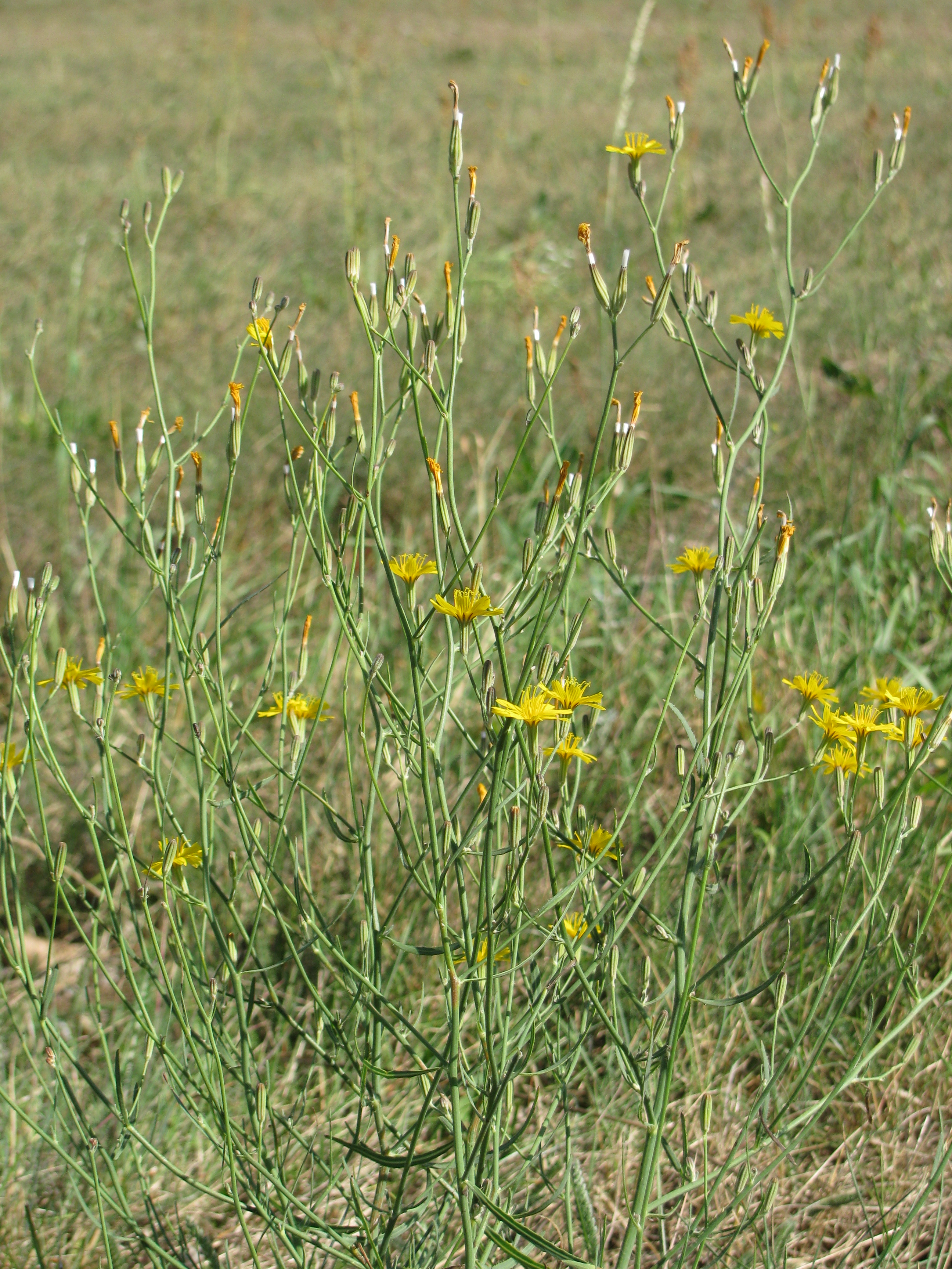 https://pictures.bgbm.org/digilib/Scaler/IIIF/Cichorieae!Chondrilla_juncea_Bb_01.jpg/full/full/0/default.jpg