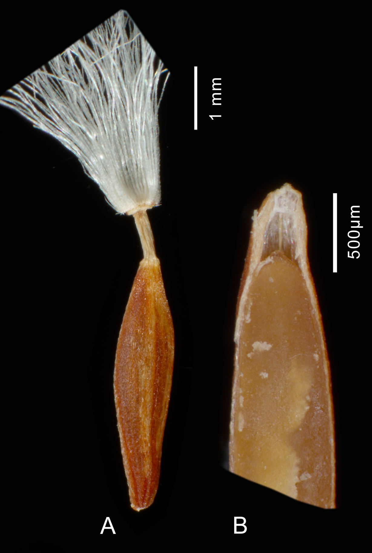 https://pictures.bgbm.org/digilib/Scaler/IIIF/Cichorieae!Cicerbita_polyclada_Bd_01.jpg/full/full/0/default.jpg