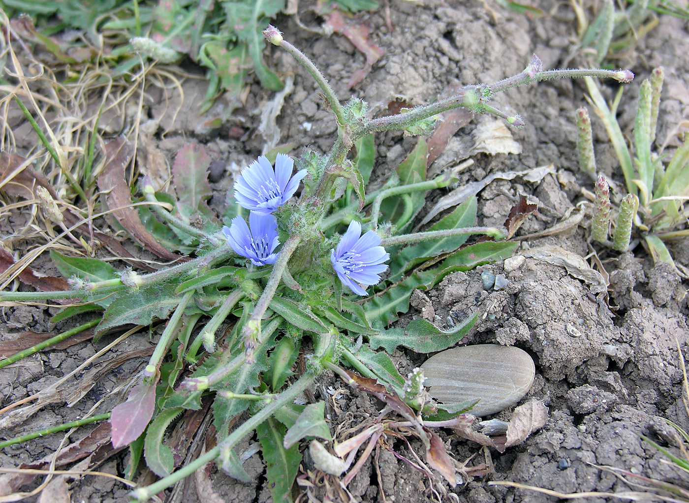 https://pictures.bgbm.org/digilib/Scaler/IIIF/Cichorieae!Cichorium_endivia_A_01.JPG/full/full/0/default.jpg