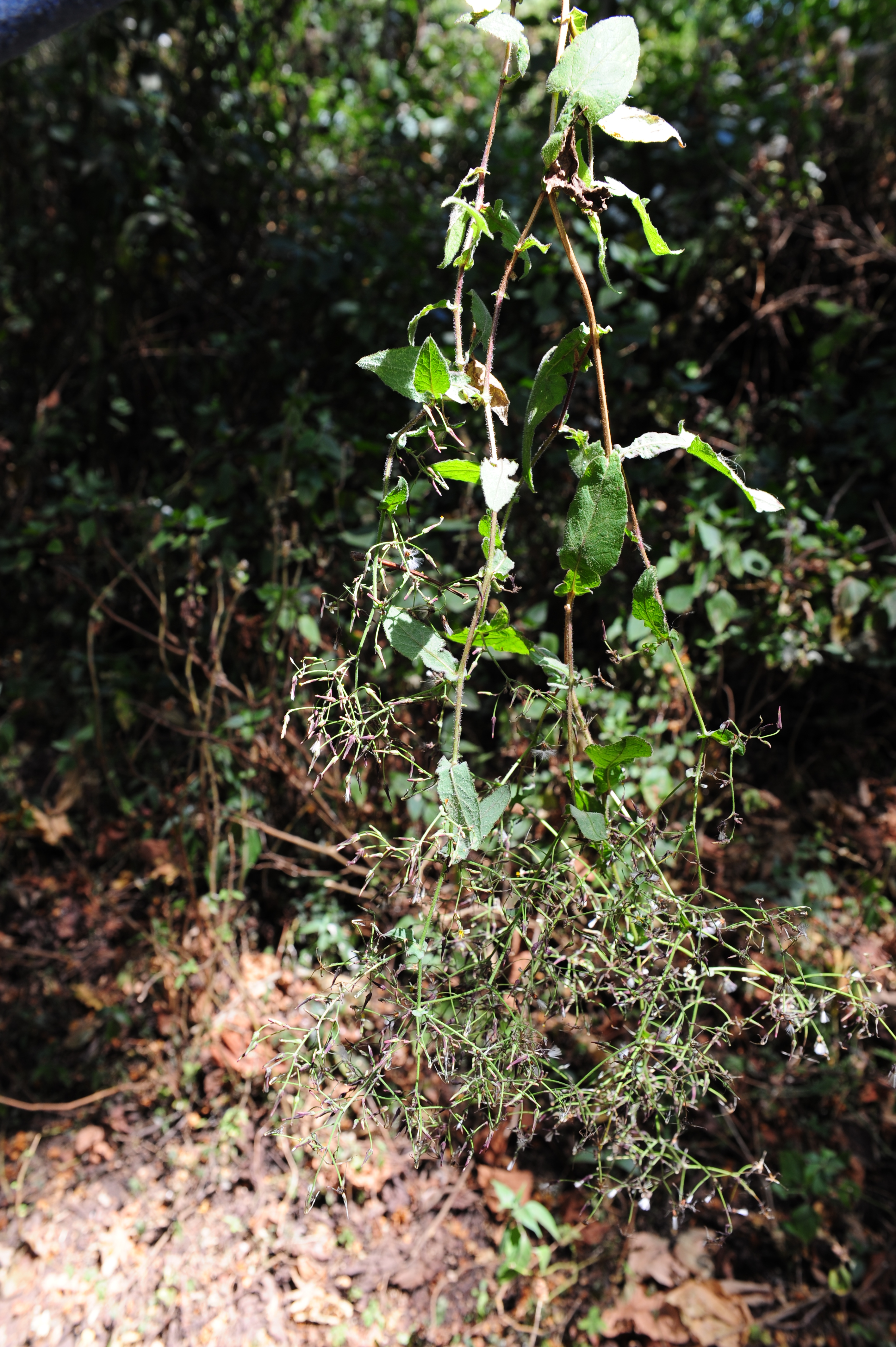 https://pictures.bgbm.org/digilib/Scaler/IIIF/Cichorieae!Lactuca_glandulifera_A_01.jpg/full/full/0/default.jpg