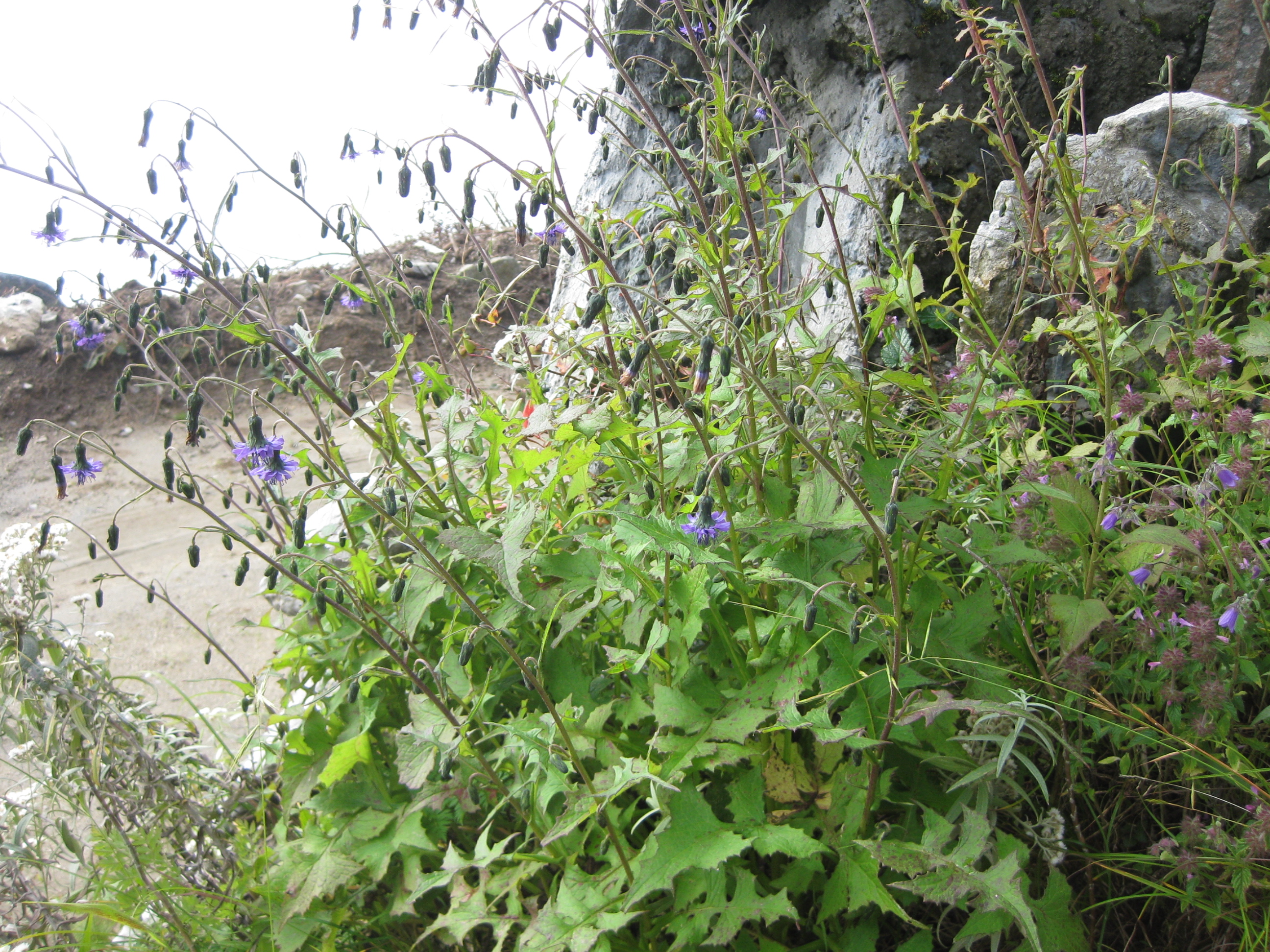 https://pictures.bgbm.org/digilib/Scaler/IIIF/Cichorieae!Melanoseris_atropurpurea_A_01.jpg/full/full/0/default.jpg