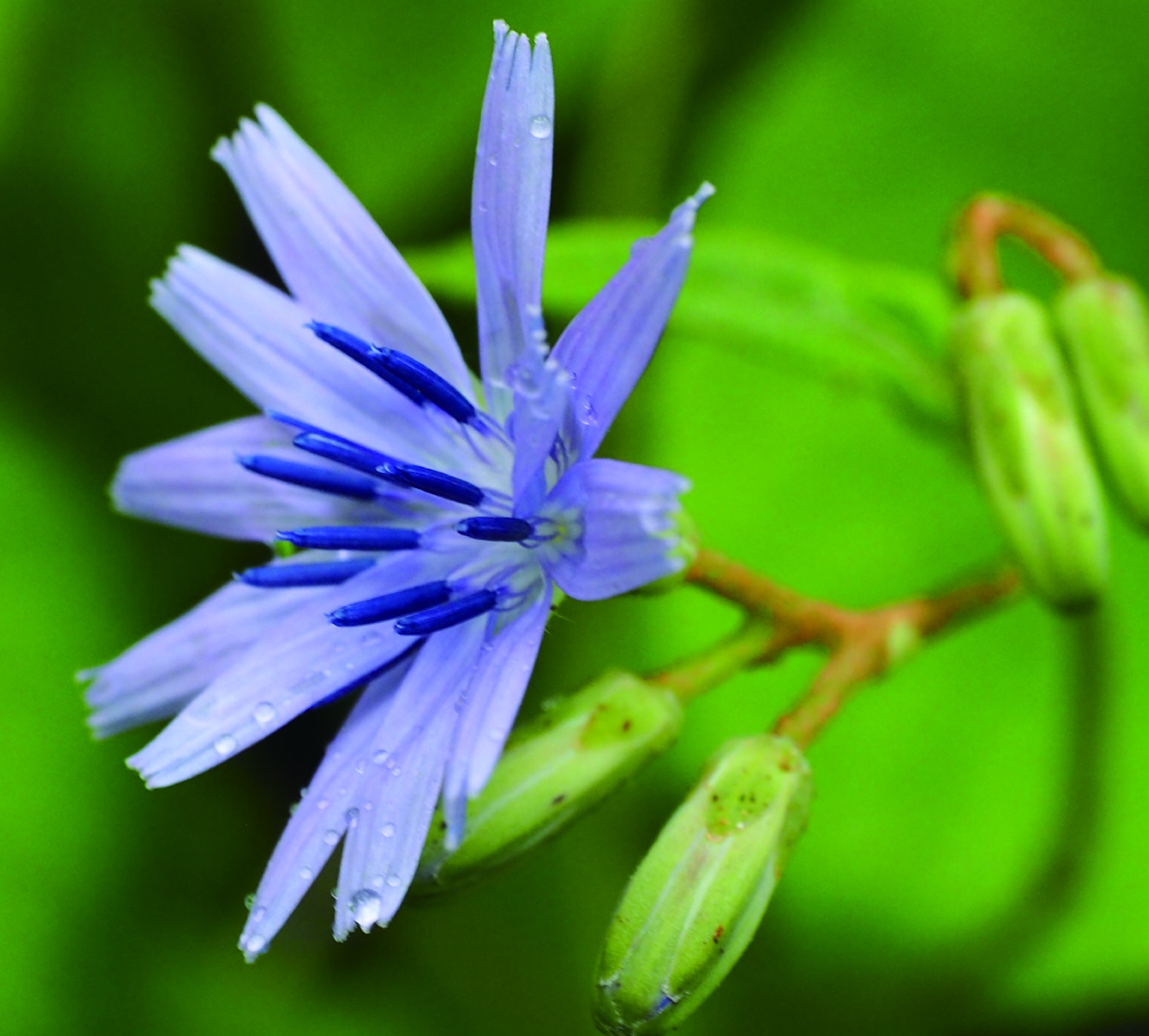 https://pictures.bgbm.org/digilib/Scaler/IIIF/Cichorieae!Melanoseris_jilongensis_Bc_02.jpg/full/full/0/default.jpg
