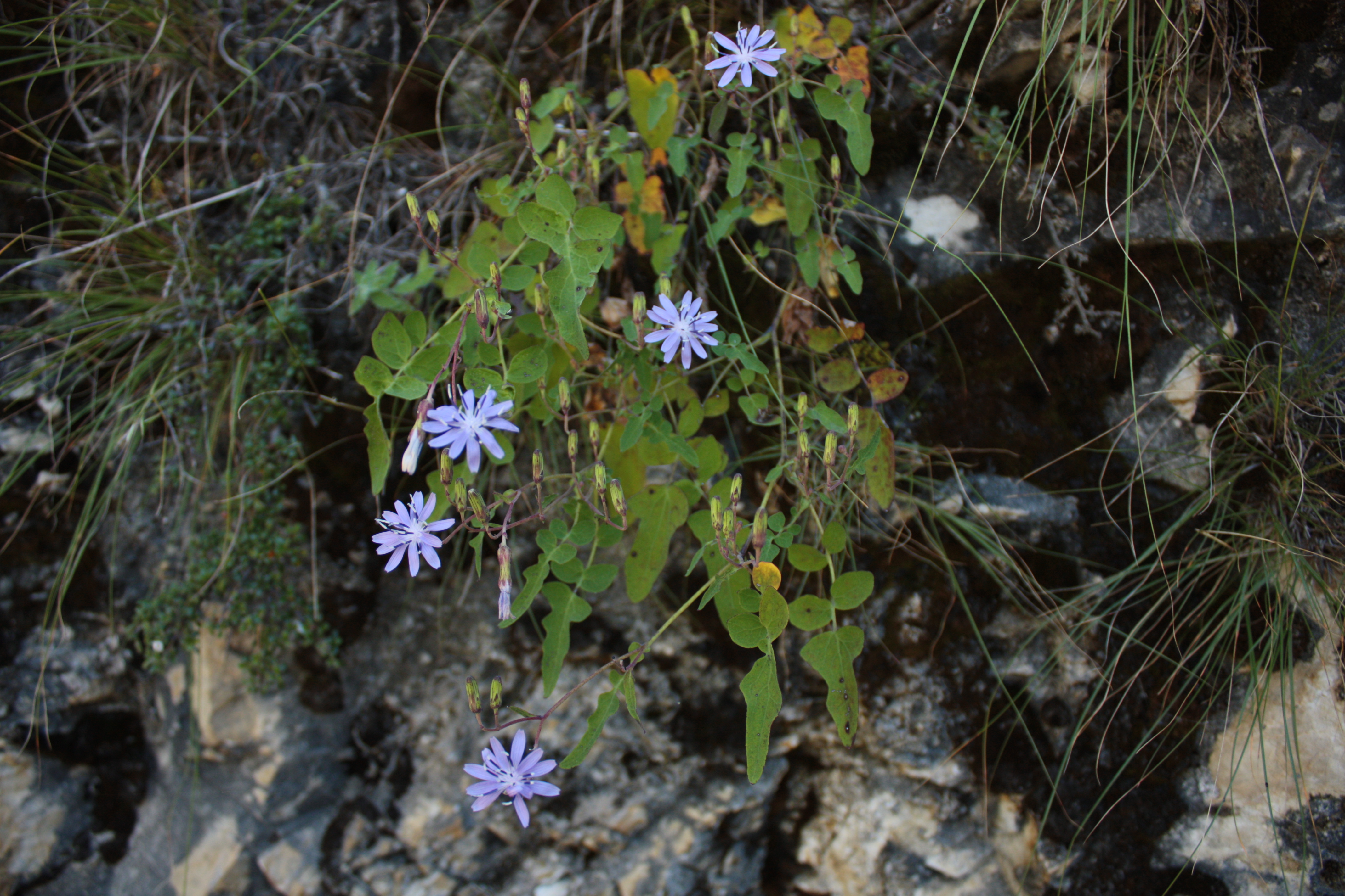 https://pictures.bgbm.org/digilib/Scaler/IIIF/Cichorieae!Melanoseris_macrorhiza_A_01.jpg/full/full/0/default.jpg