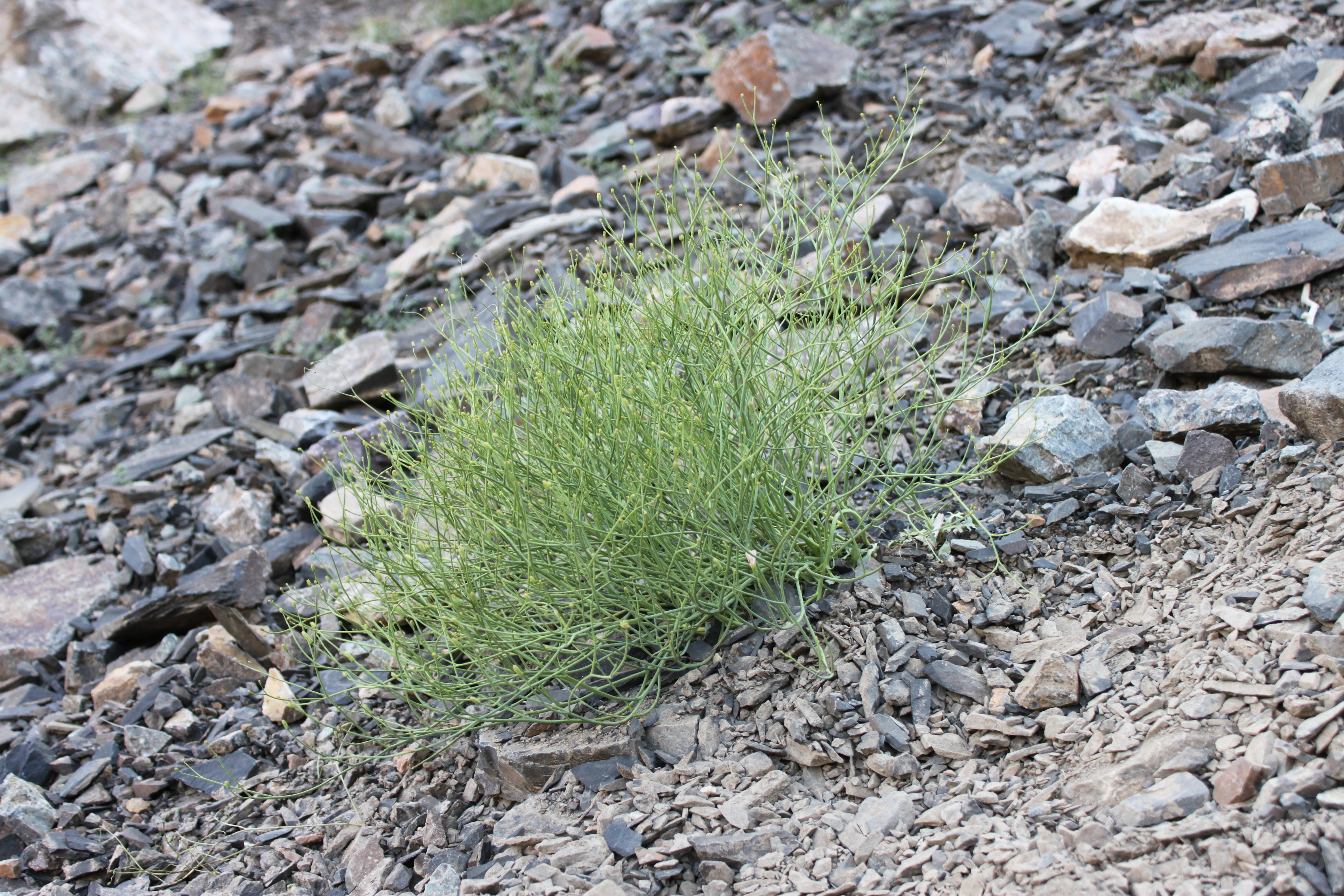 https://pictures.bgbm.org/digilib/Scaler/IIIF/Cichorieae!Melanoseris_polyclada_A_02.jpg/full/full/0/default.jpg