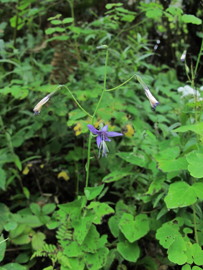 https://pictures.bgbm.org/digilib/Scaler/IIIF/Cichorieae!Melanoseris_violifolia_A_04.jpg/full/full/0/default.jpg