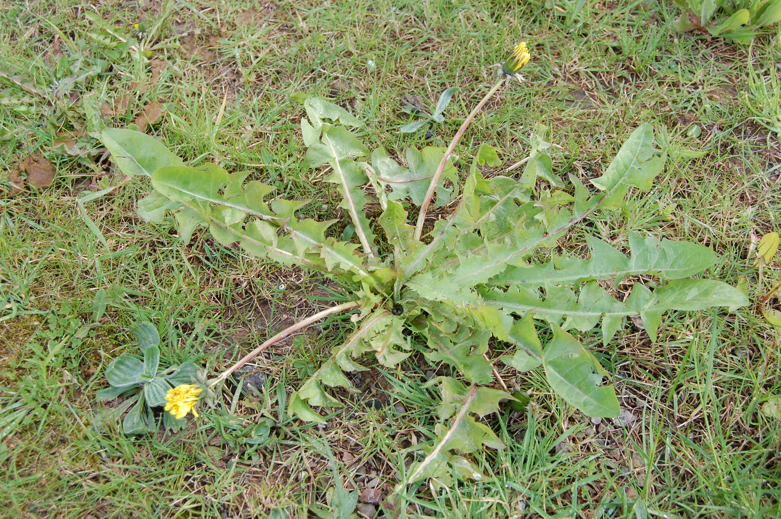 https://pictures.bgbm.org/digilib/Scaler/IIIF/Cichorieae!Taraxacum_aberrans_A_01.jpg/full/full/0/default.jpg