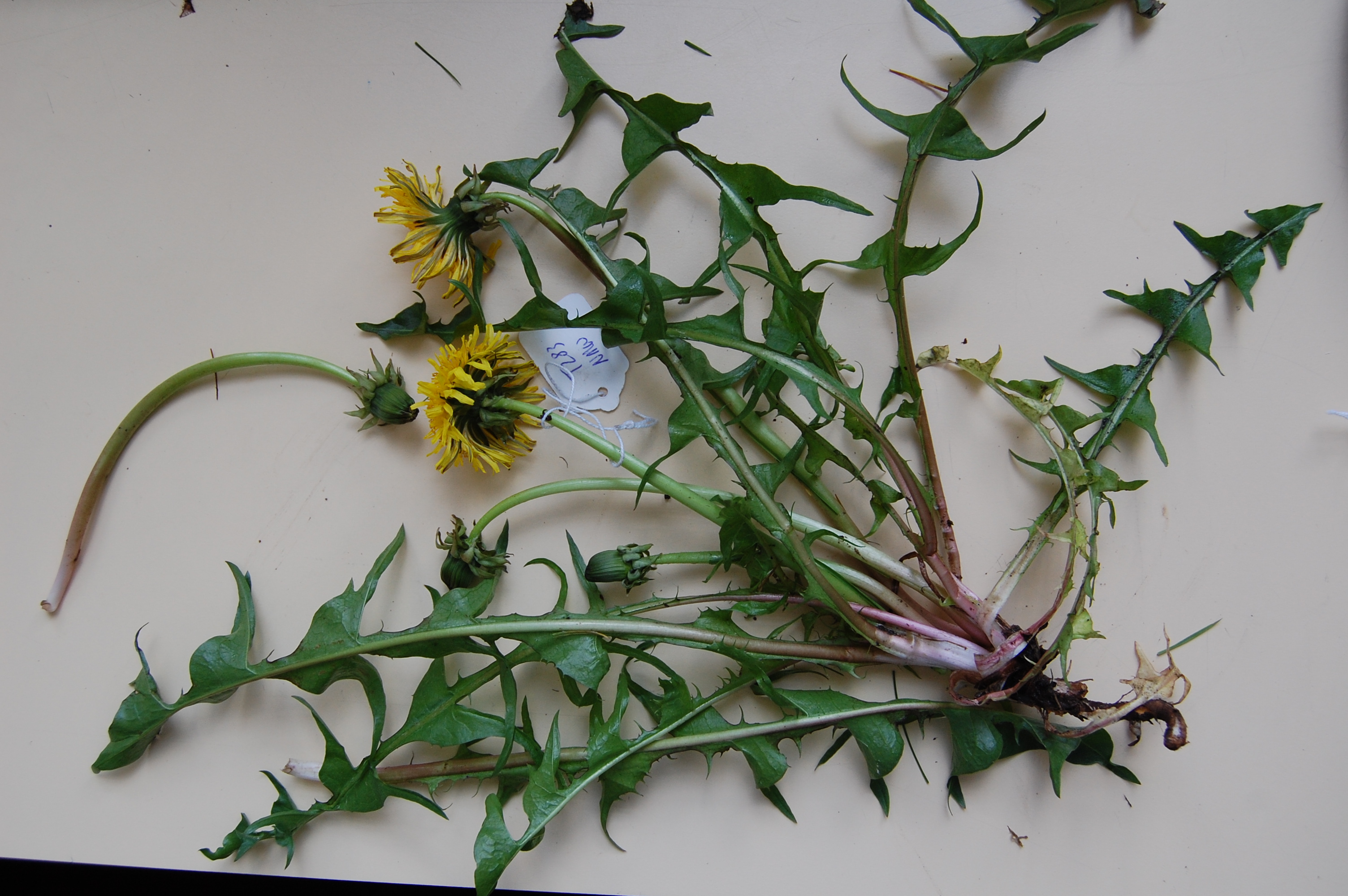 https://pictures.bgbm.org/digilib/Scaler/IIIF/Cichorieae!Taraxacum_acroglossum_A_01.jpg/full/full/0/default.jpg