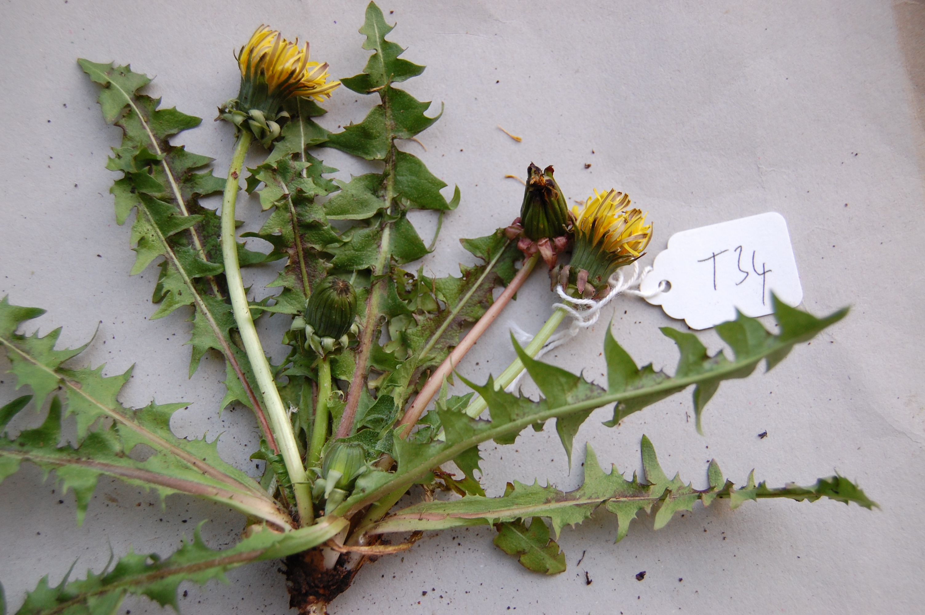 https://pictures.bgbm.org/digilib/Scaler/IIIF/Cichorieae!Taraxacum_acutifidum_A_01.jpg/full/full/0/default.jpg