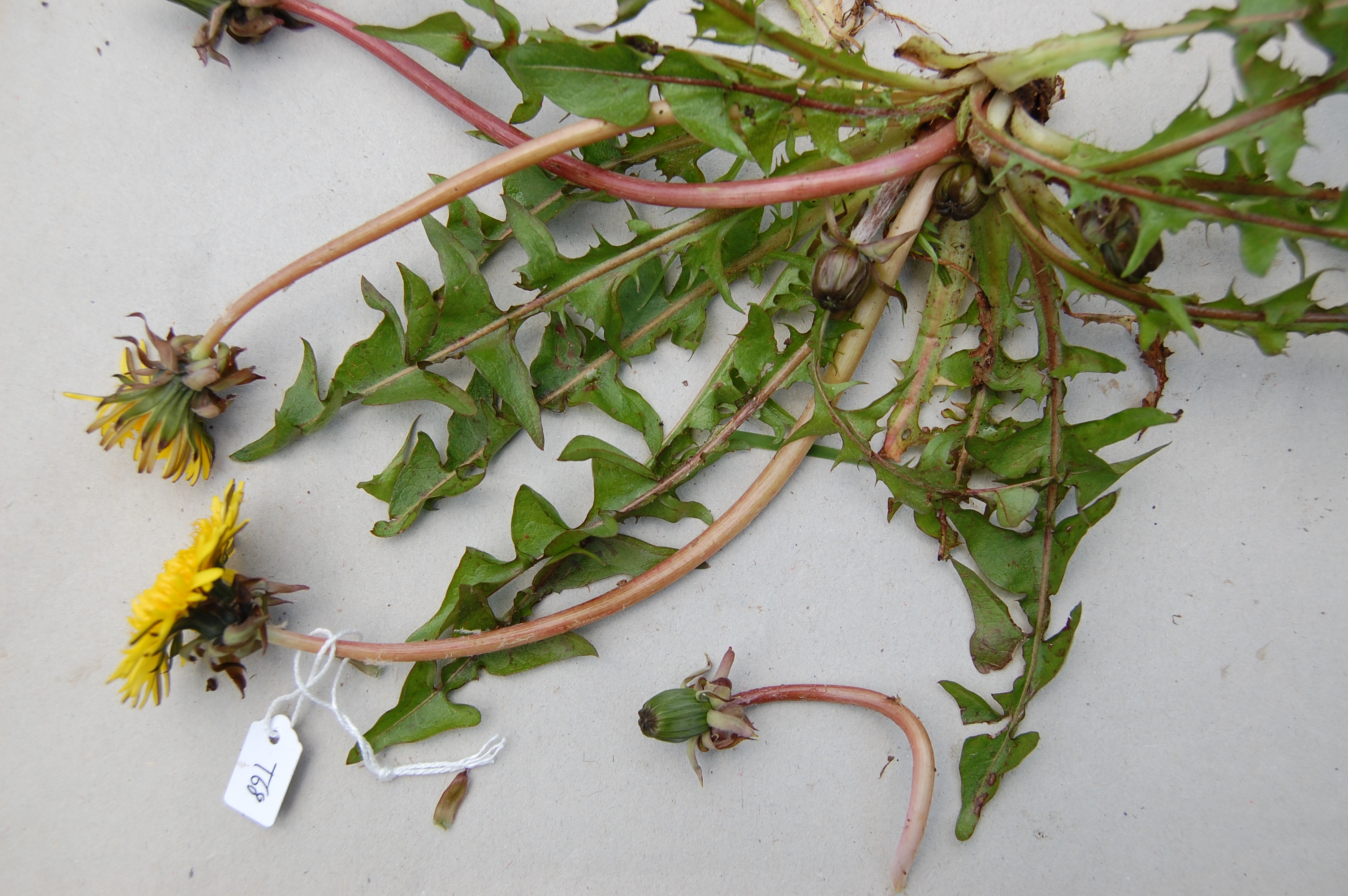 https://pictures.bgbm.org/digilib/Scaler/IIIF/Cichorieae!Taraxacum_acutifrons_A_01.jpg/full/full/0/default.jpg