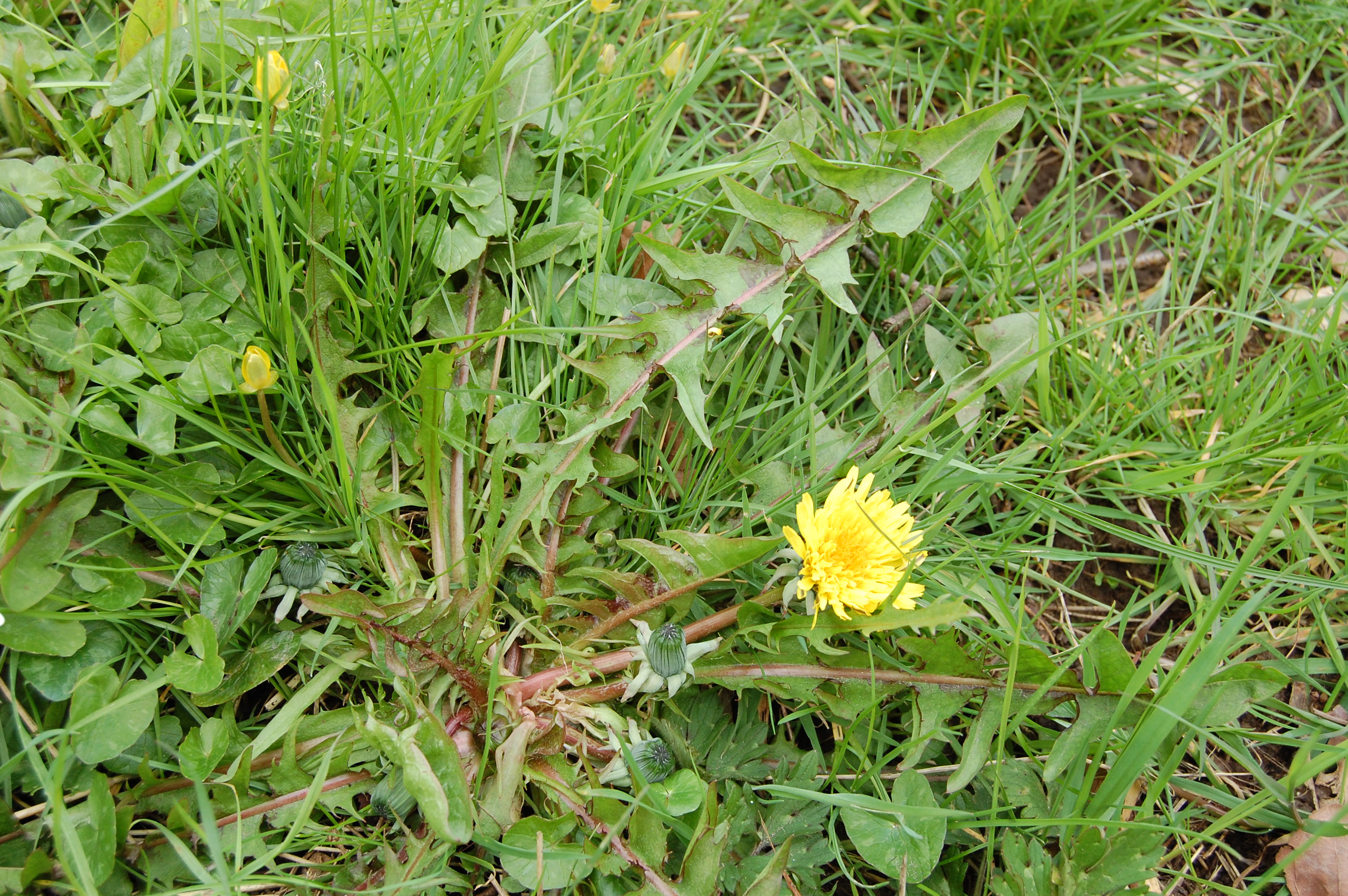 https://pictures.bgbm.org/digilib/Scaler/IIIF/Cichorieae!Taraxacum_aequilobum_A_01.jpg/full/full/0/default.jpg