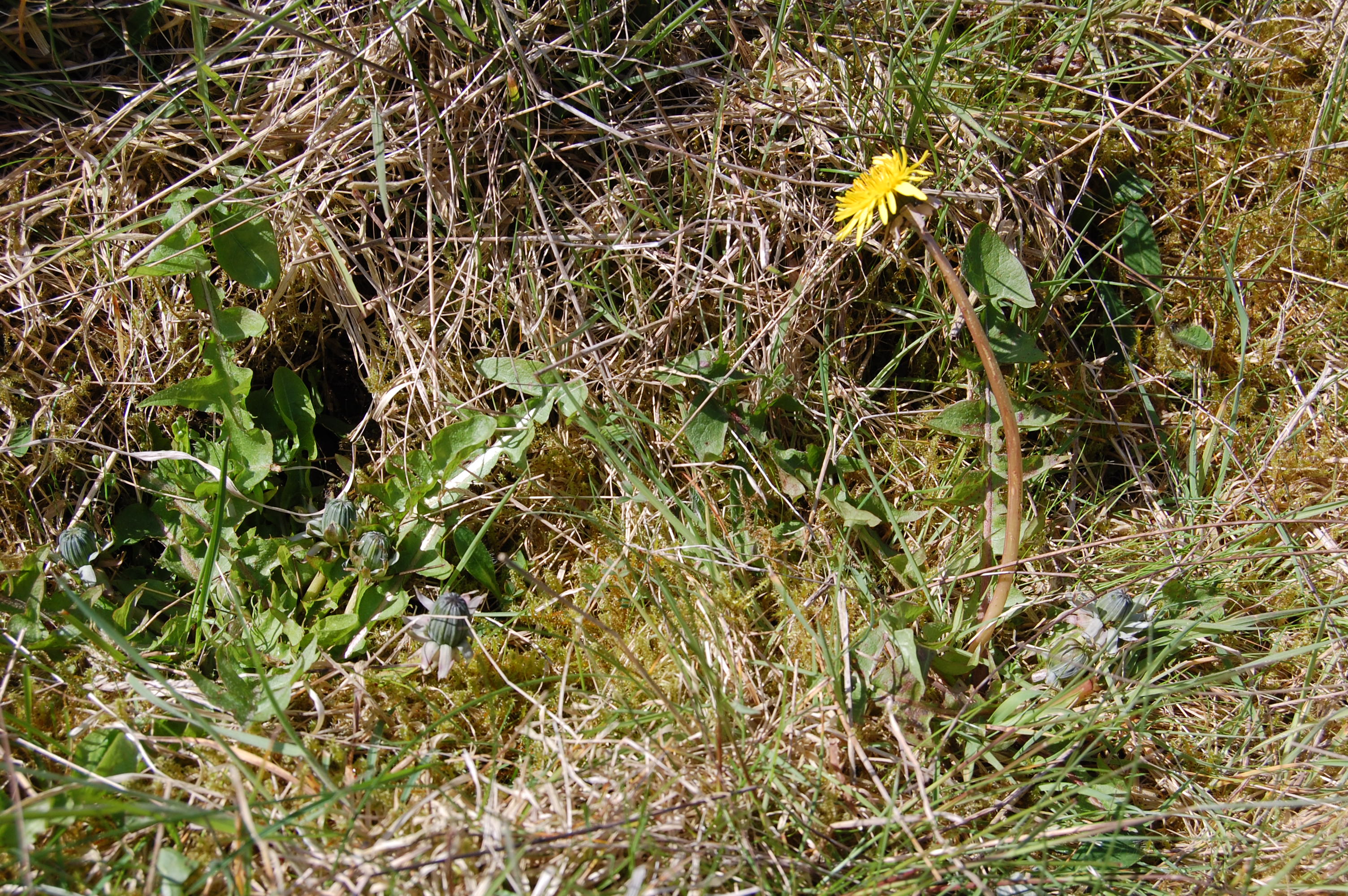 https://pictures.bgbm.org/digilib/Scaler/IIIF/Cichorieae!Taraxacum_alatum_A_01.jpg/full/full/0/default.jpg