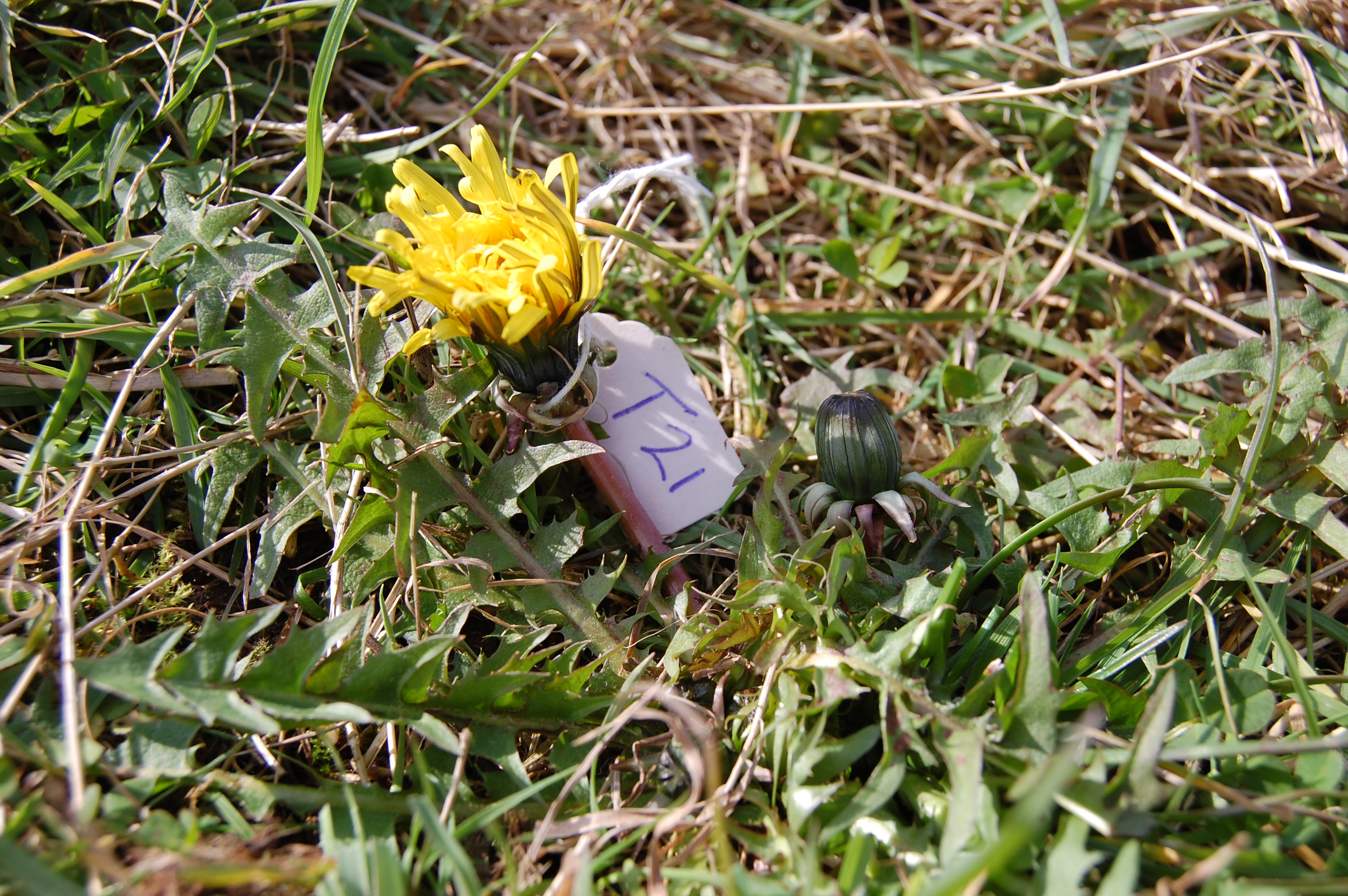 https://pictures.bgbm.org/digilib/Scaler/IIIF/Cichorieae!Taraxacum_angustisquameum_A_01.jpg/full/full/0/default.jpg