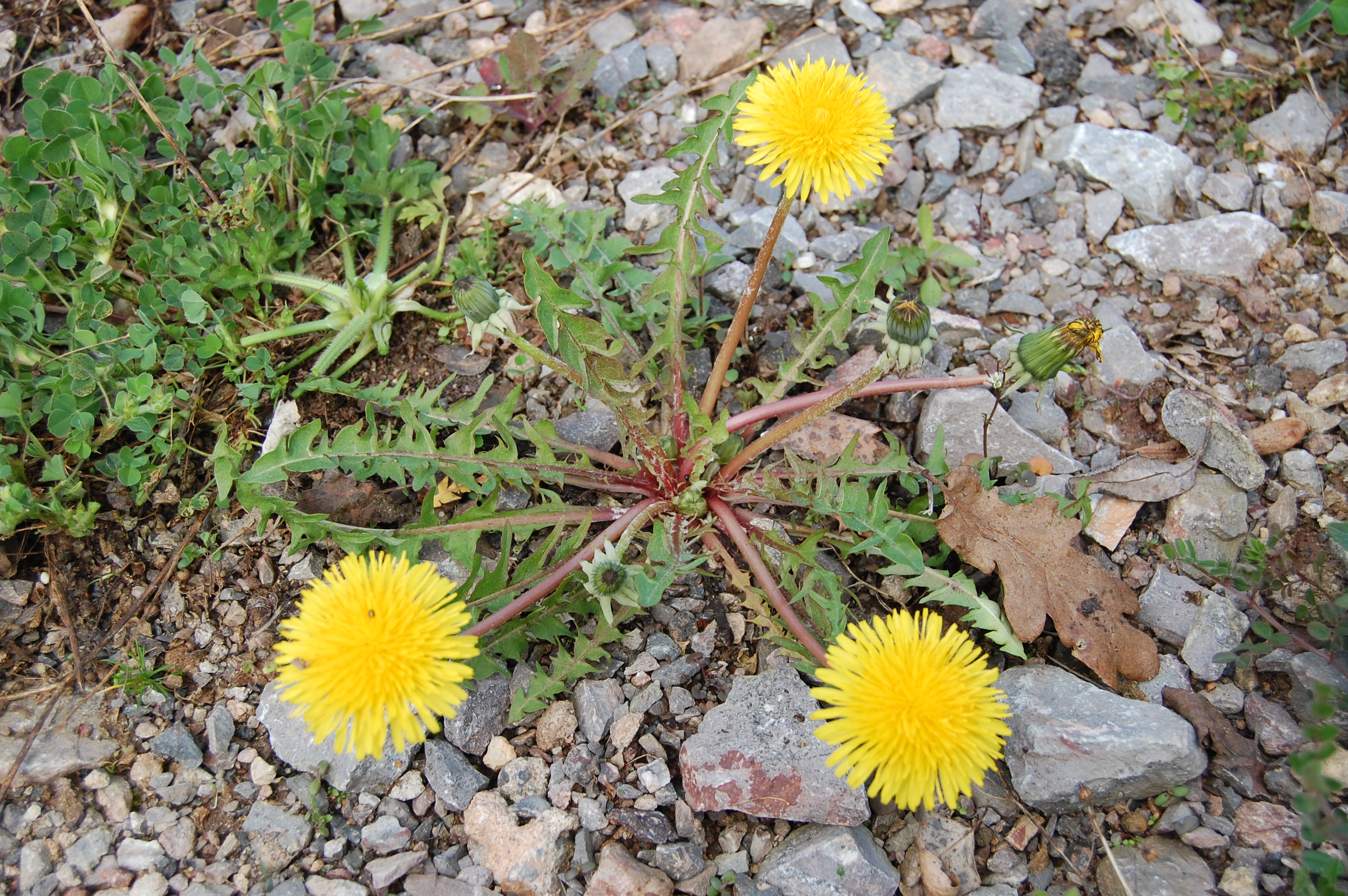 https://pictures.bgbm.org/digilib/Scaler/IIIF/Cichorieae!Taraxacum_caloschistum_A_01.jpg/full/full/0/default.jpg