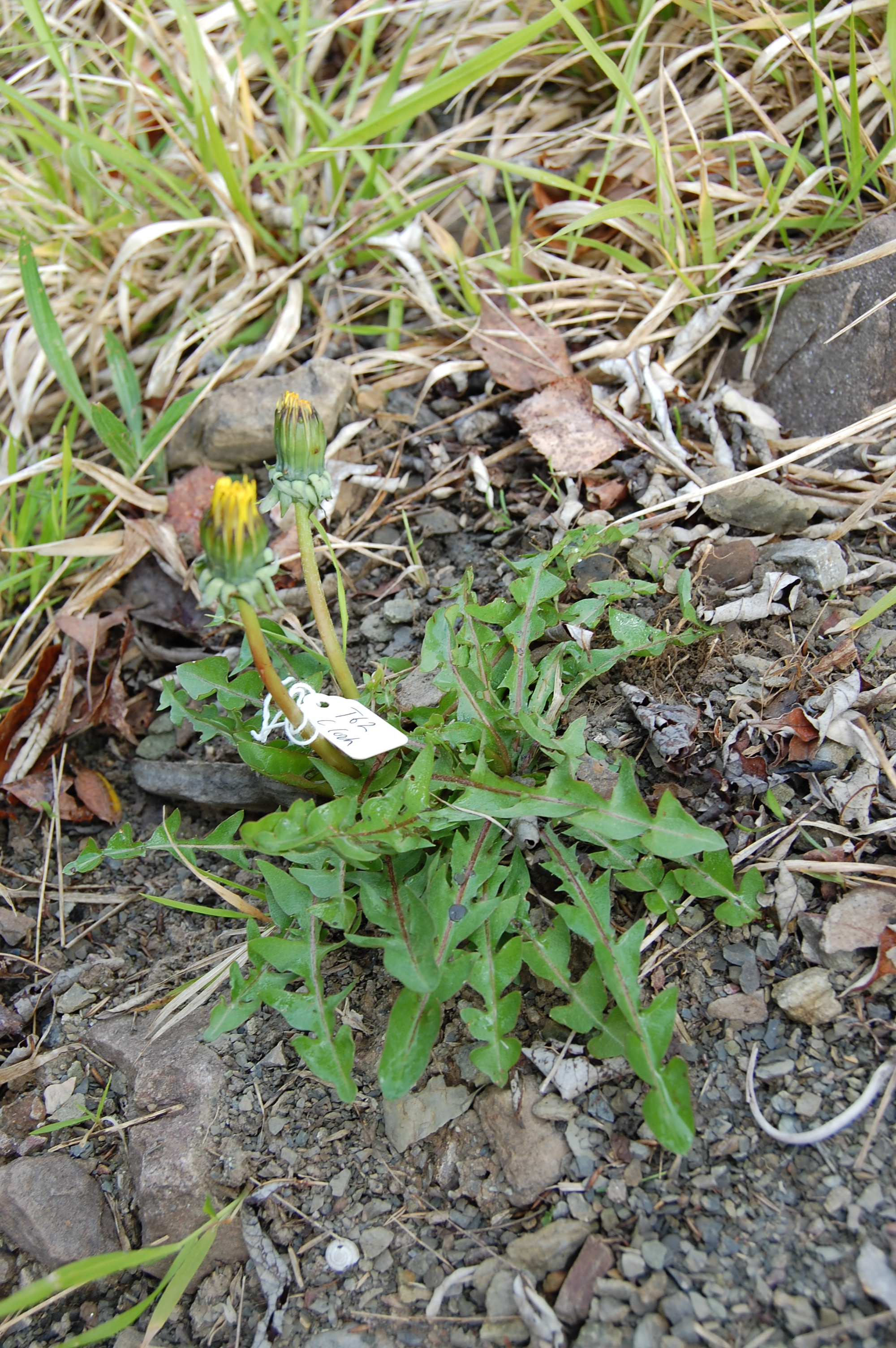 https://pictures.bgbm.org/digilib/Scaler/IIIF/Cichorieae!Taraxacum_dilatatum_A_01.jpg/full/full/0/default.jpg