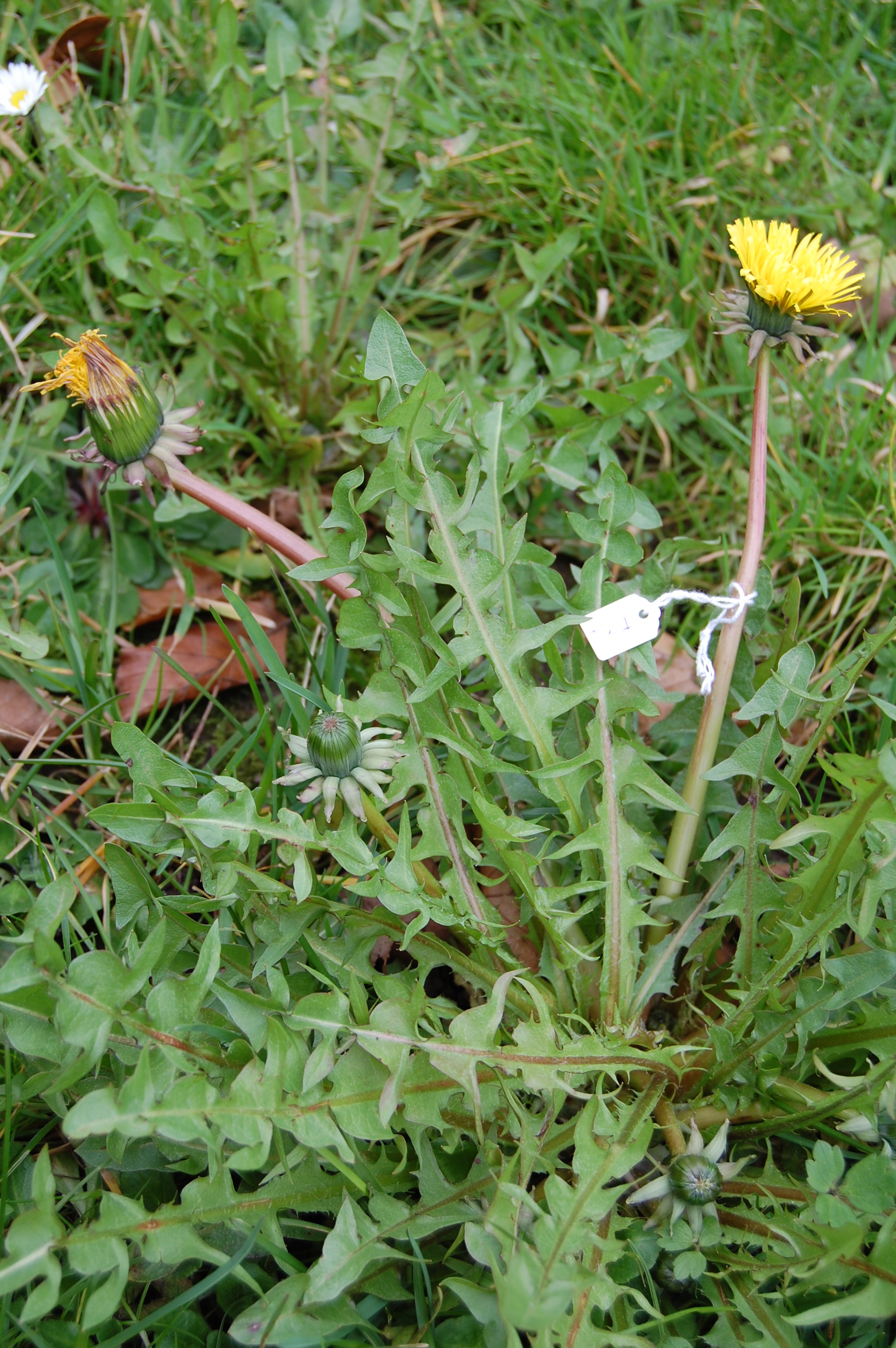 https://pictures.bgbm.org/digilib/Scaler/IIIF/Cichorieae!Taraxacum_edmondsonianum_A_01.jpg/full/full/0/default.jpg