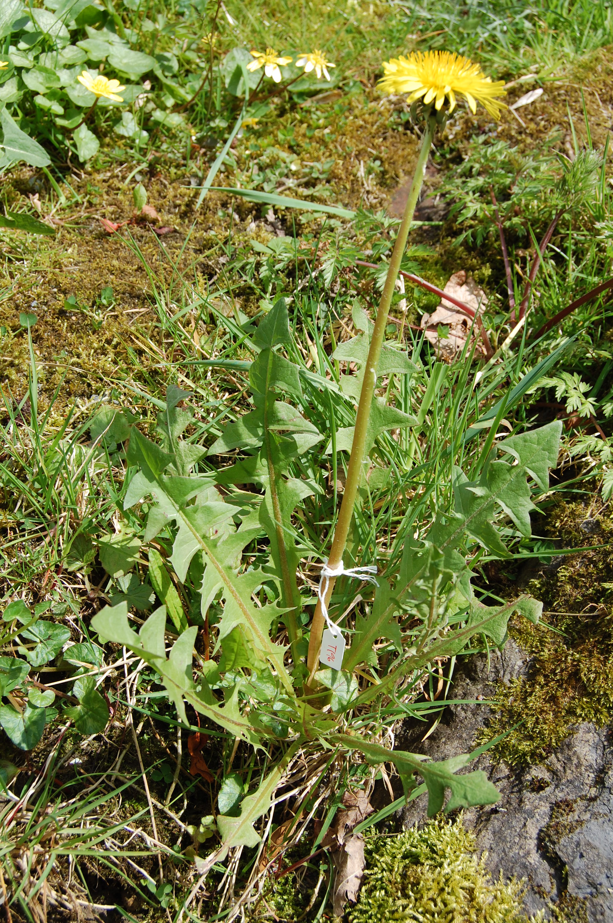 https://pictures.bgbm.org/digilib/Scaler/IIIF/Cichorieae!Taraxacum_expallidiforme_A_01.jpg/full/full/0/default.jpg