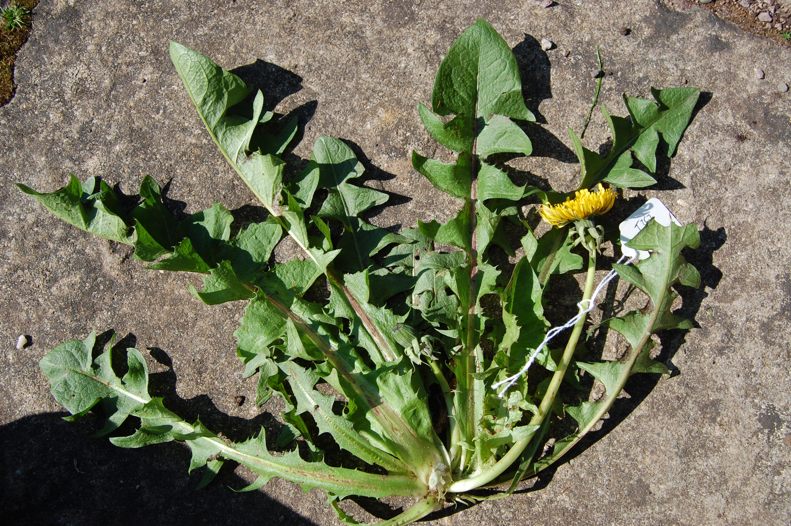 https://pictures.bgbm.org/digilib/Scaler/IIIF/Cichorieae!Taraxacum_fasciatum_A_01.jpg/full/full/0/default.jpg