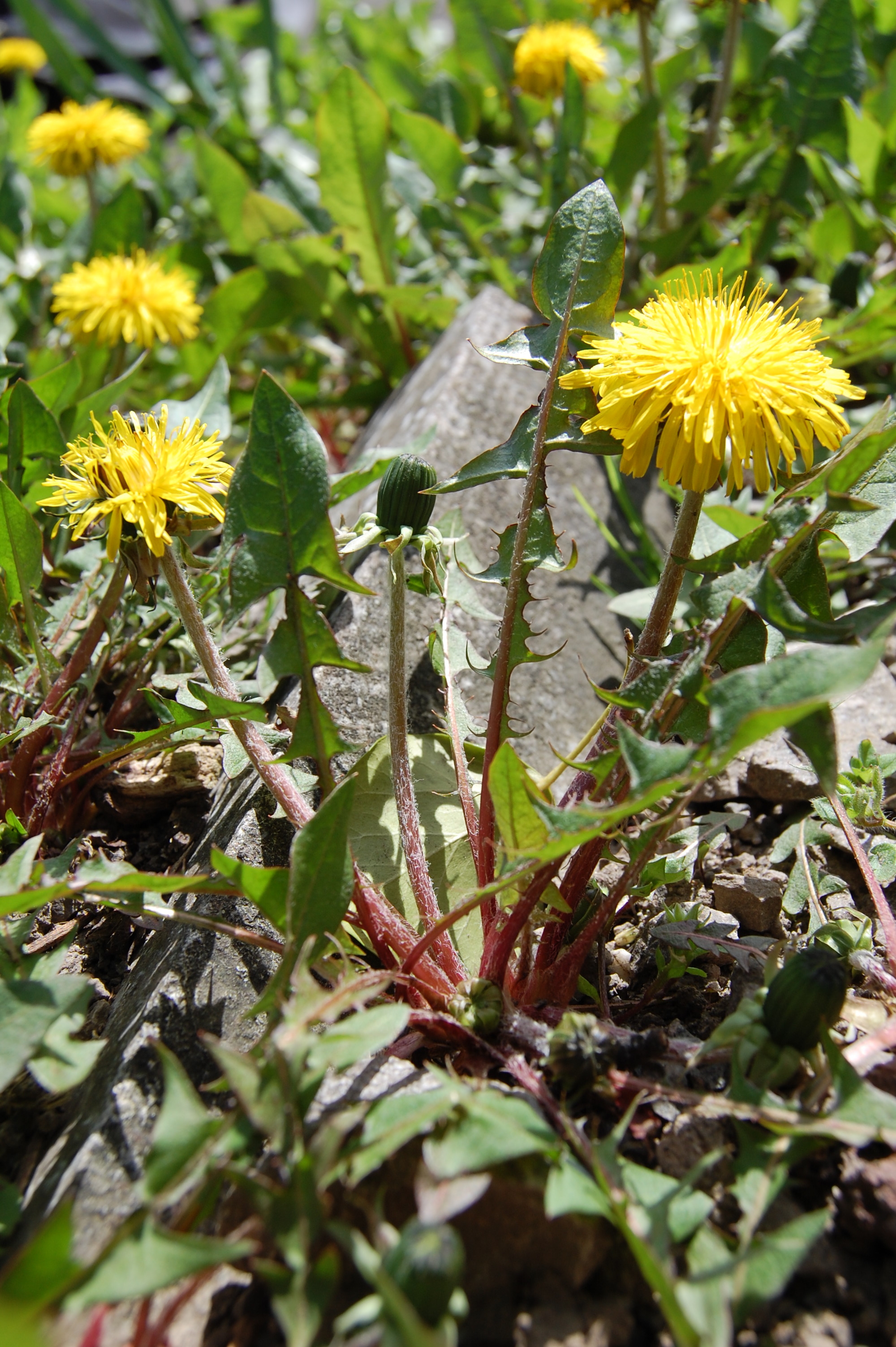 https://pictures.bgbm.org/digilib/Scaler/IIIF/Cichorieae!Taraxacum_hepaticum_A_01.jpg/full/full/0/default.jpg