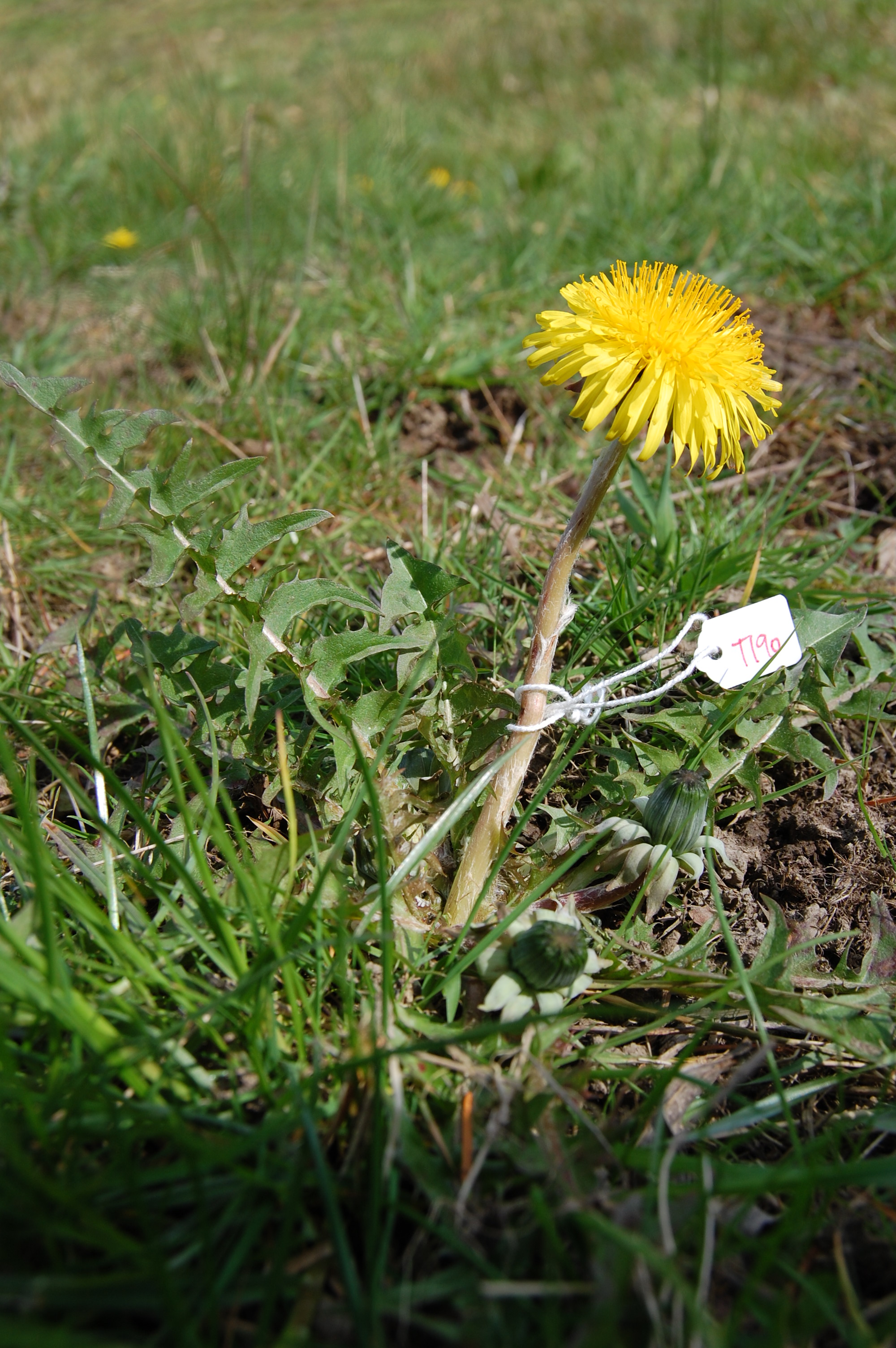https://pictures.bgbm.org/digilib/Scaler/IIIF/Cichorieae!Taraxacum_horridifrons_A_01.jpg/full/full/0/default.jpg