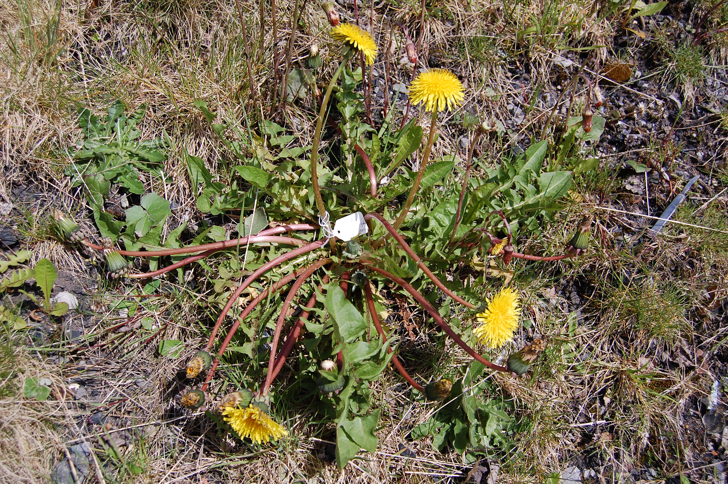 https://pictures.bgbm.org/digilib/Scaler/IIIF/Cichorieae!Taraxacum_huelphersianum_A_01.jpg/full/full/0/default.jpg