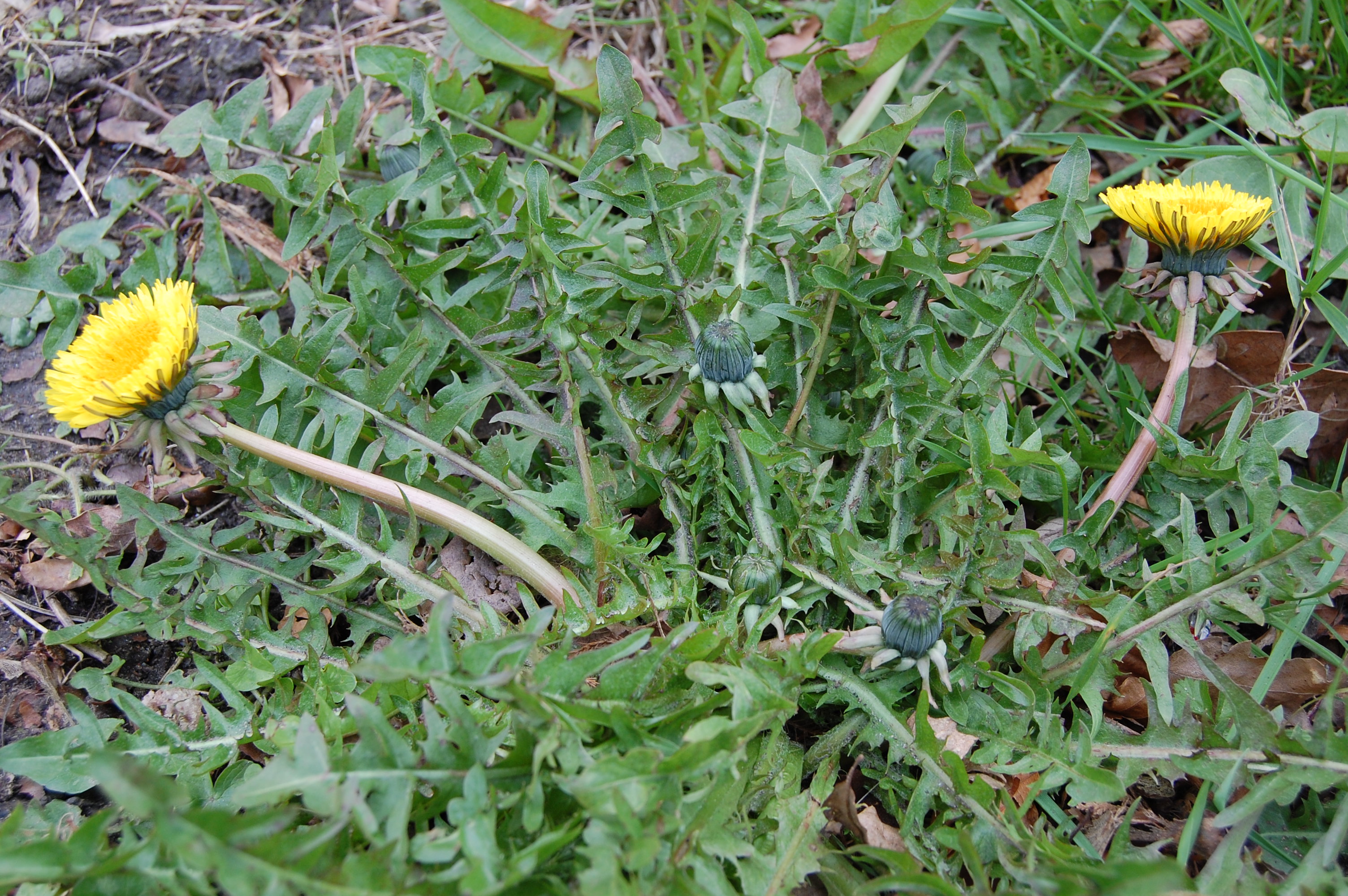https://pictures.bgbm.org/digilib/Scaler/IIIF/Cichorieae!Taraxacum_lacerifolium_A_01.jpg/full/full/0/default.jpg