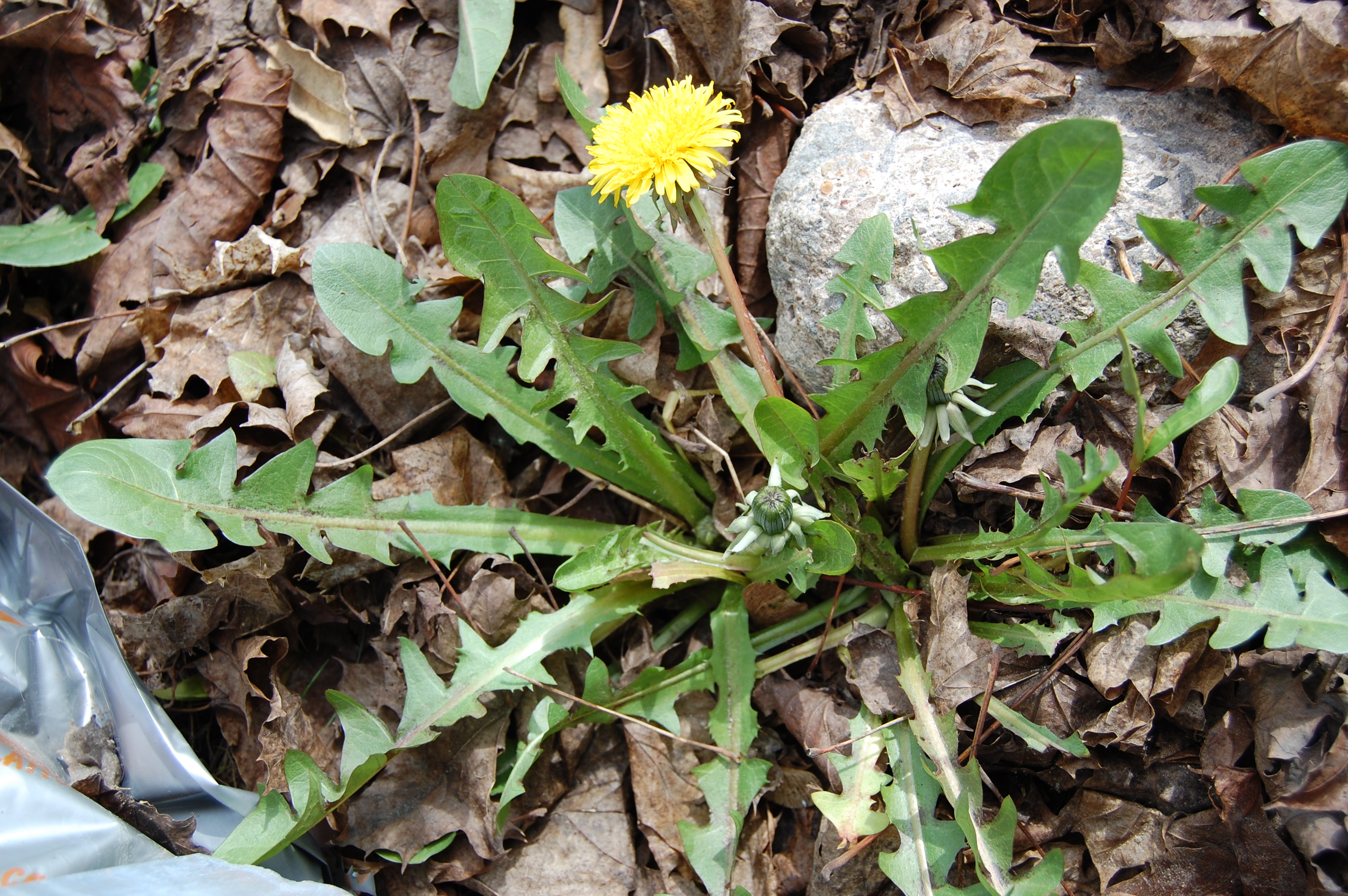 https://pictures.bgbm.org/digilib/Scaler/IIIF/Cichorieae!Taraxacum_necessarium_A_01.jpg/full/full/0/default.jpg