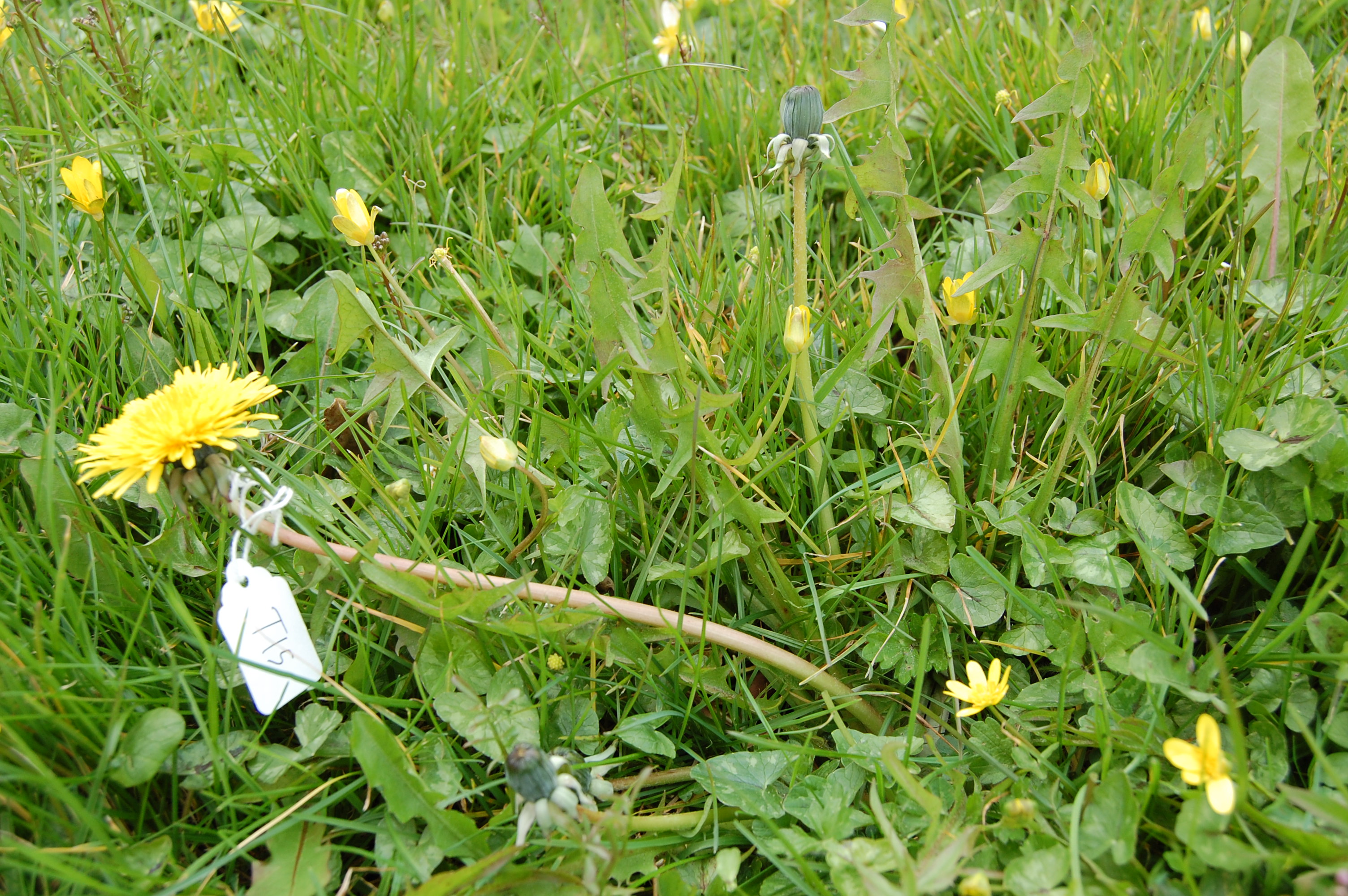 https://pictures.bgbm.org/digilib/Scaler/IIIF/Cichorieae!Taraxacum_pallidipes_A_01.jpg/full/full/0/default.jpg