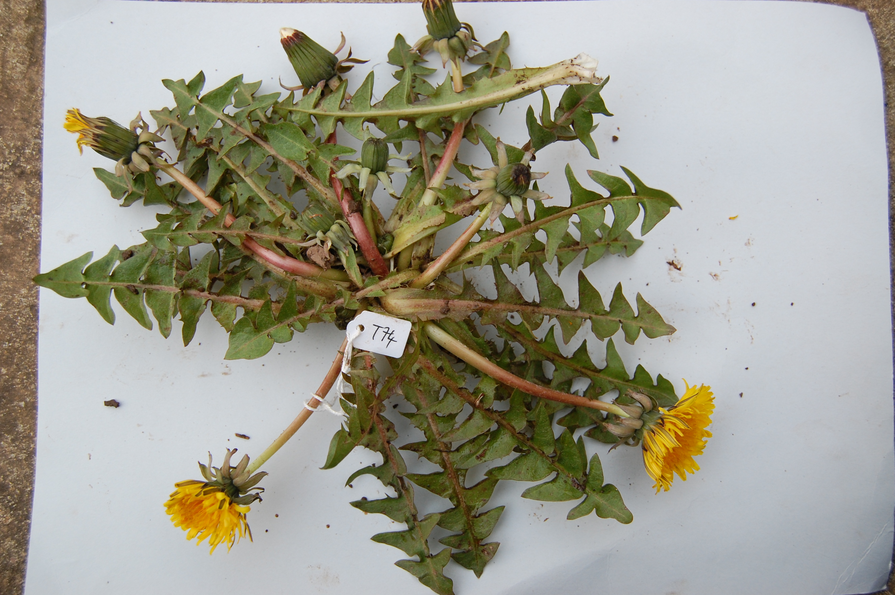 https://pictures.bgbm.org/digilib/Scaler/IIIF/Cichorieae!Taraxacum_piceatum_A_01.jpg/full/full/0/default.jpg