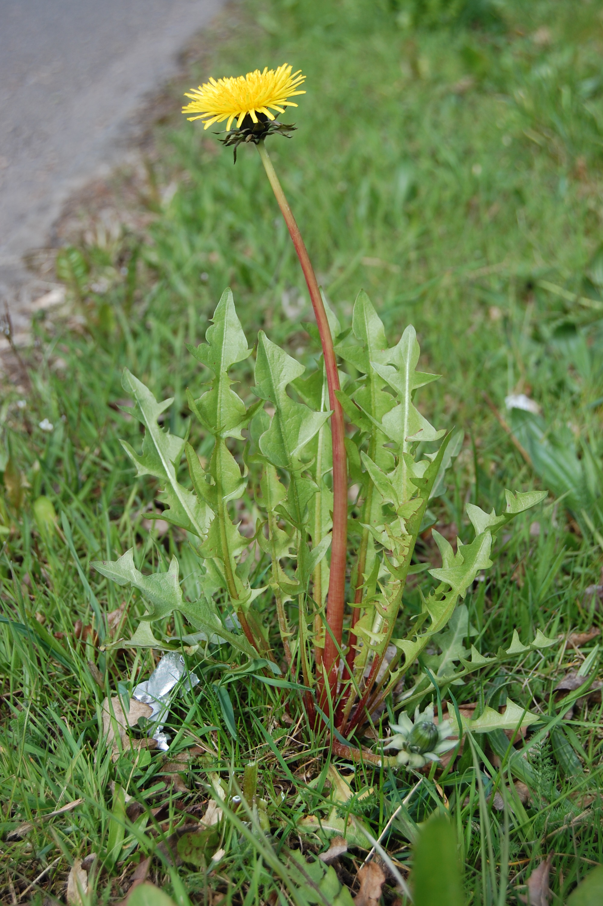 https://pictures.bgbm.org/digilib/Scaler/IIIF/Cichorieae!Taraxacum_pulchrifolium_A_01.jpg/full/full/0/default.jpg