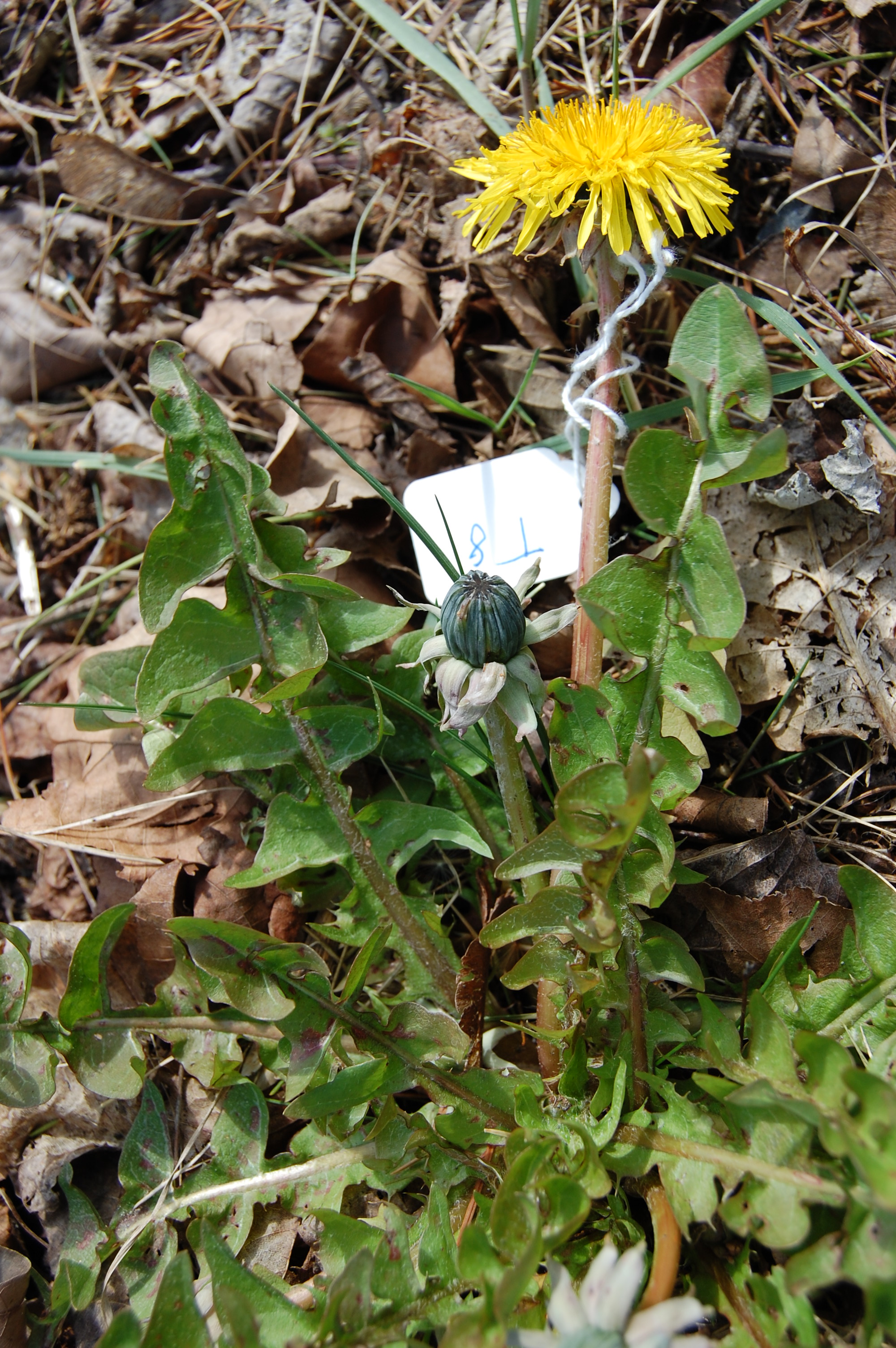 https://pictures.bgbm.org/digilib/Scaler/IIIF/Cichorieae!Taraxacum_rhamphodes_A_01.jpg/full/full/0/default.jpg