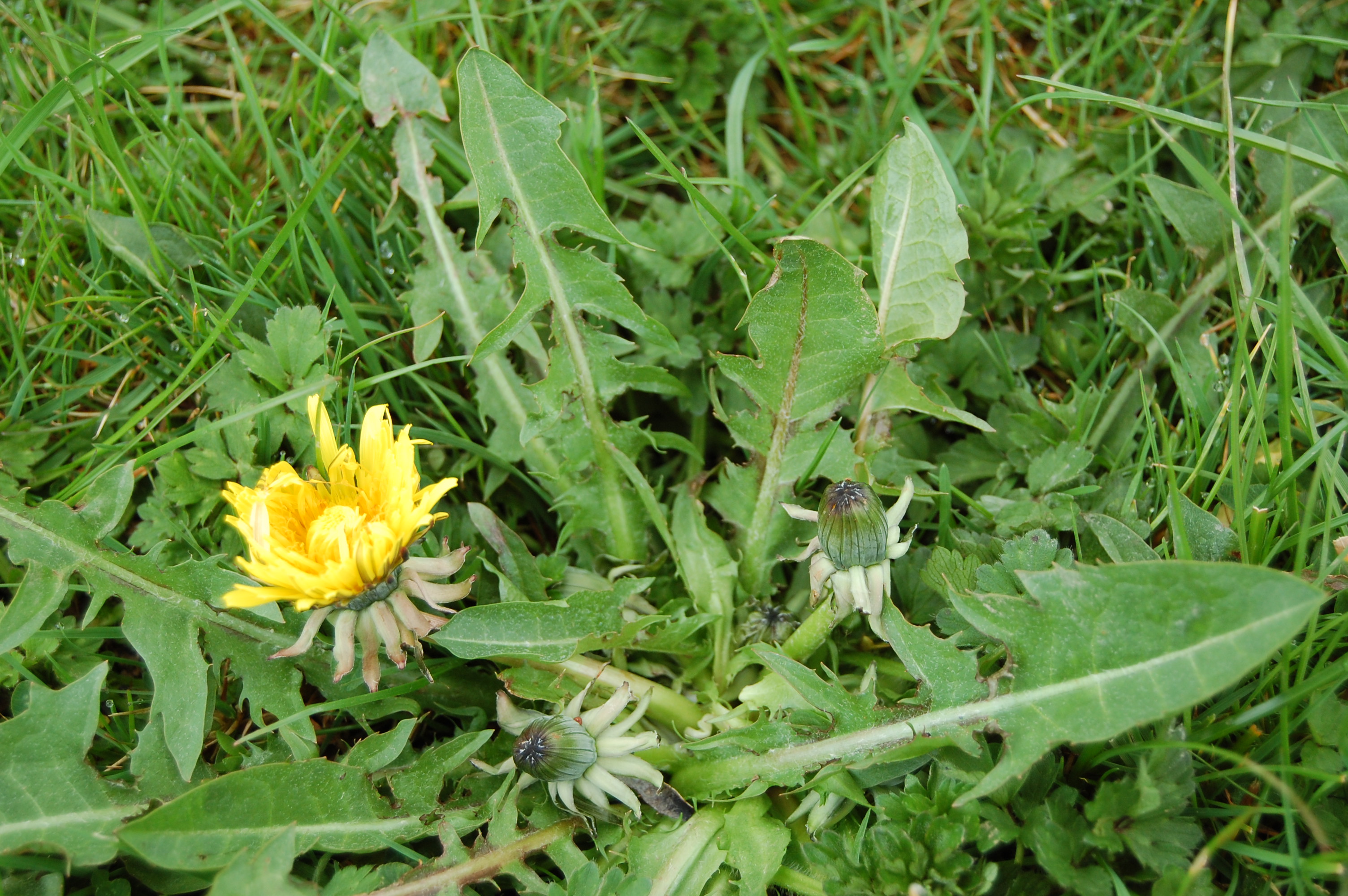 https://pictures.bgbm.org/digilib/Scaler/IIIF/Cichorieae!Taraxacum_sellandii_A_01.jpg/full/full/0/default.jpg
