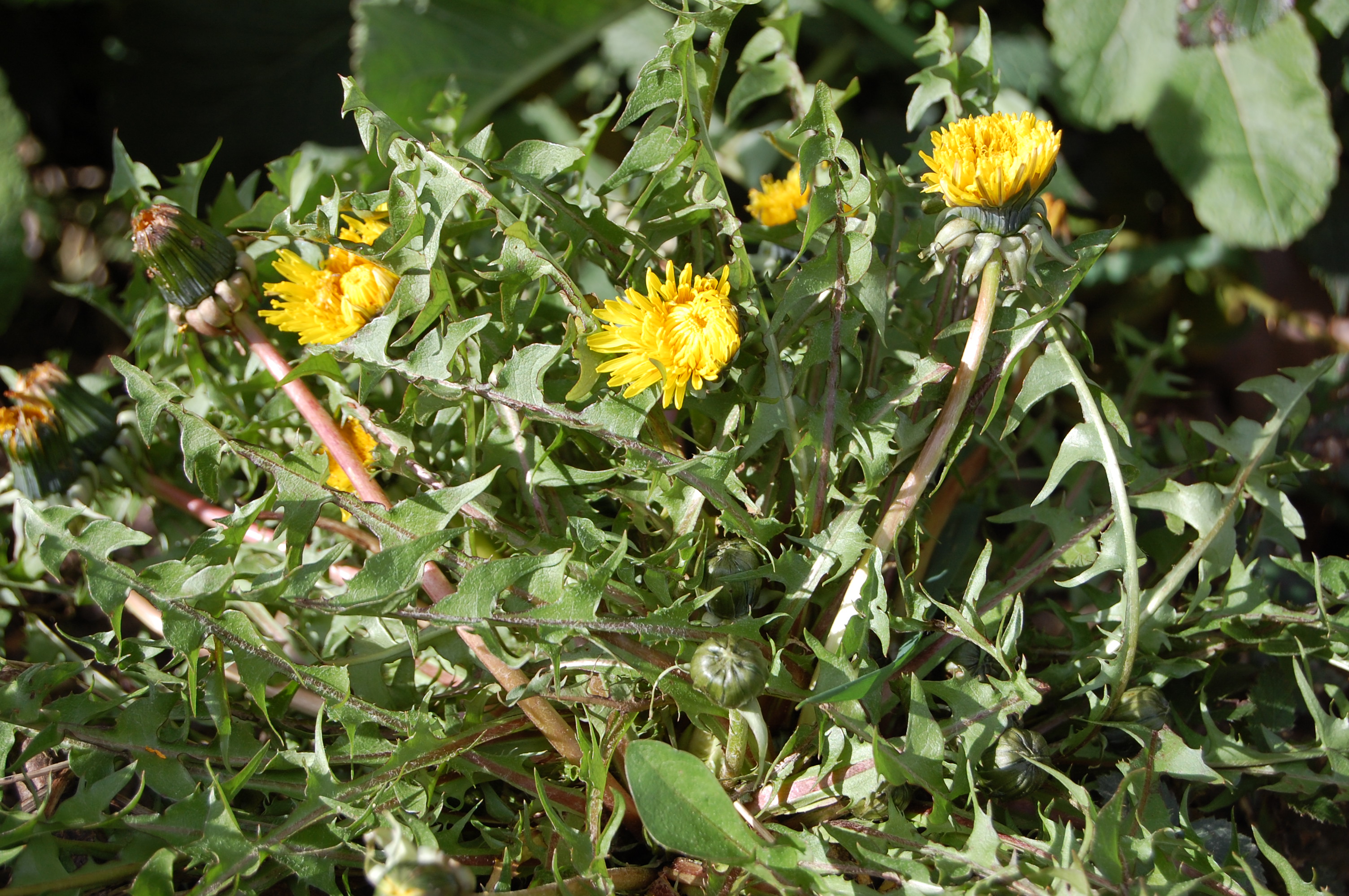 https://pictures.bgbm.org/digilib/Scaler/IIIF/Cichorieae!Taraxacum_semiglobosum_A_01.jpg/full/full/0/default.jpg