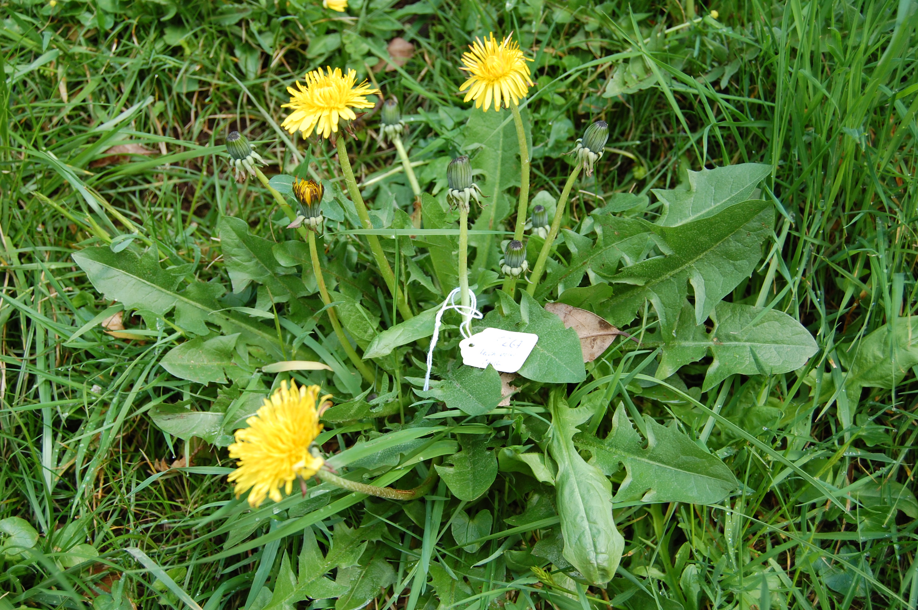 https://pictures.bgbm.org/digilib/Scaler/IIIF/Cichorieae!Taraxacum_sublaeticolor_A_01.jpg/full/full/0/default.jpg