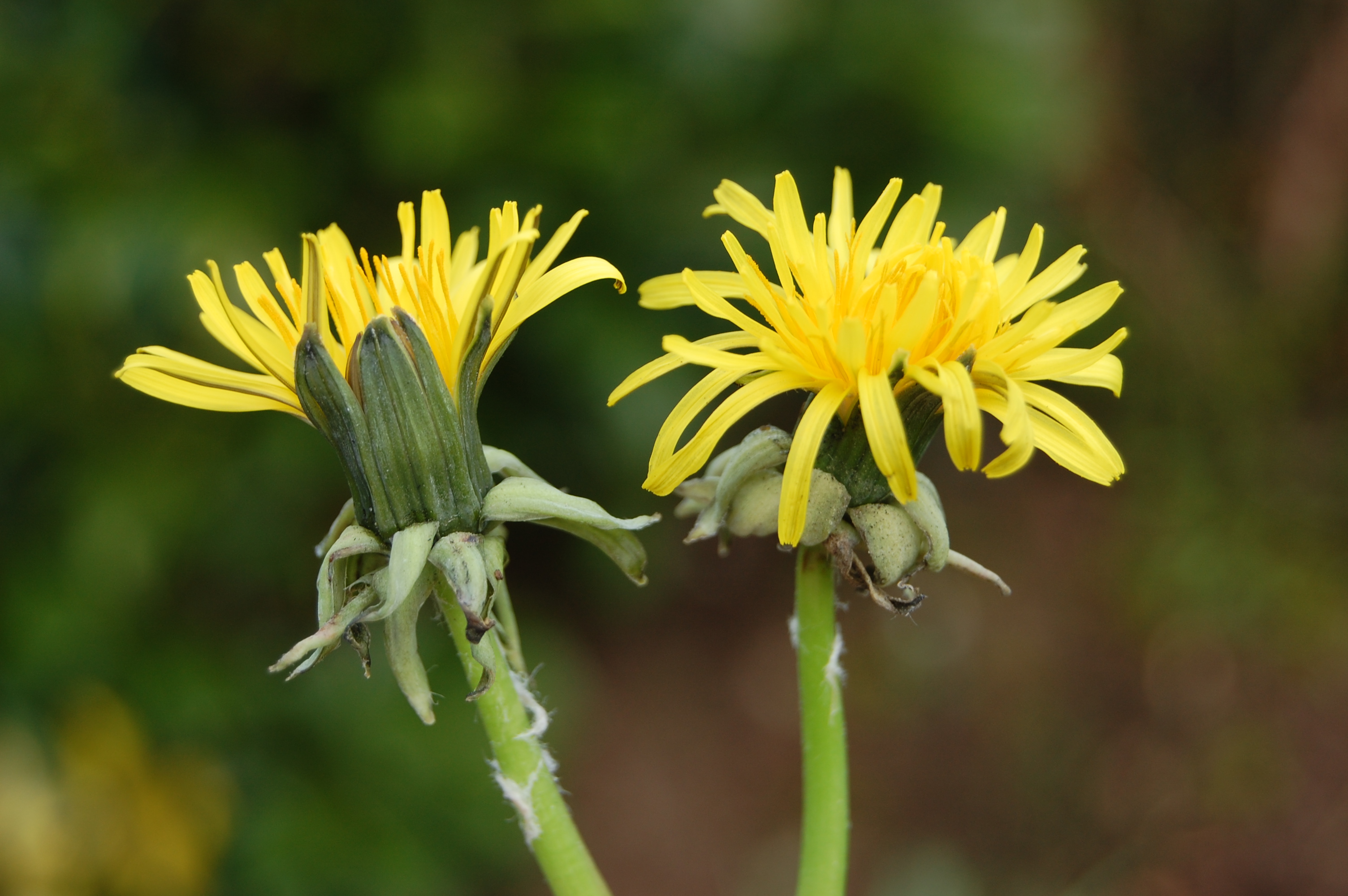 https://pictures.bgbm.org/digilib/Scaler/IIIF/Cichorieae!Taraxacum_sundbergii_Bc_01.jpg/full/full/0/default.jpg