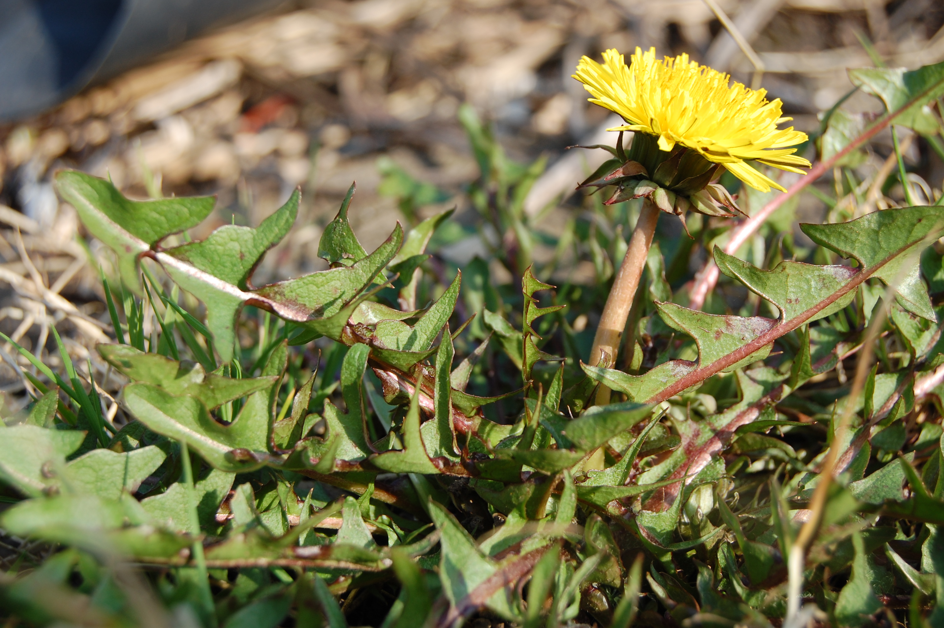 https://pictures.bgbm.org/digilib/Scaler/IIIF/Cichorieae!Taraxacum_tumentilobum_A_01.jpg/full/full/0/default.jpg
