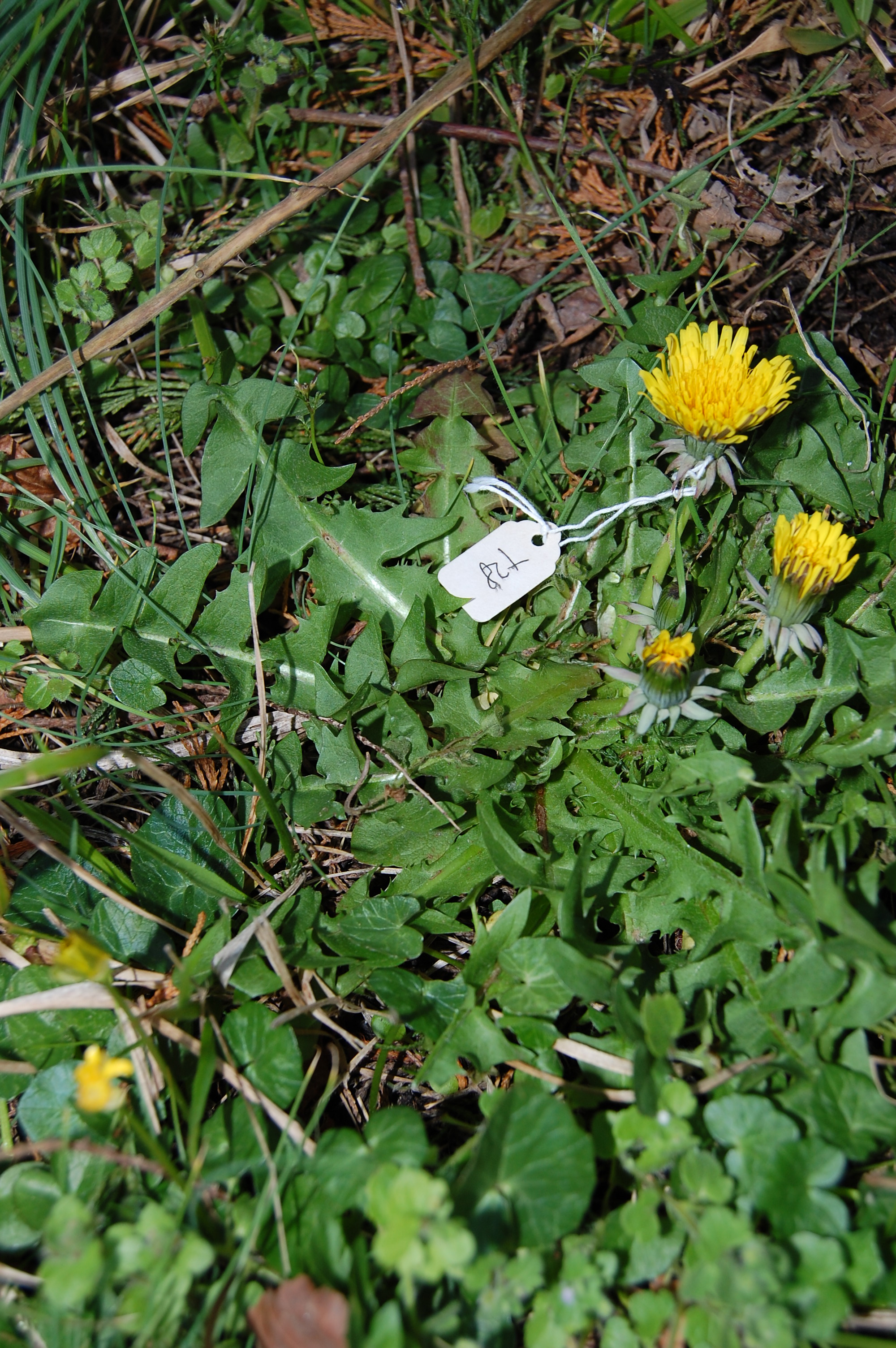 https://pictures.bgbm.org/digilib/Scaler/IIIF/Cichorieae!Taraxacum_undulatum_A_01.jpg/full/full/0/default.jpg
