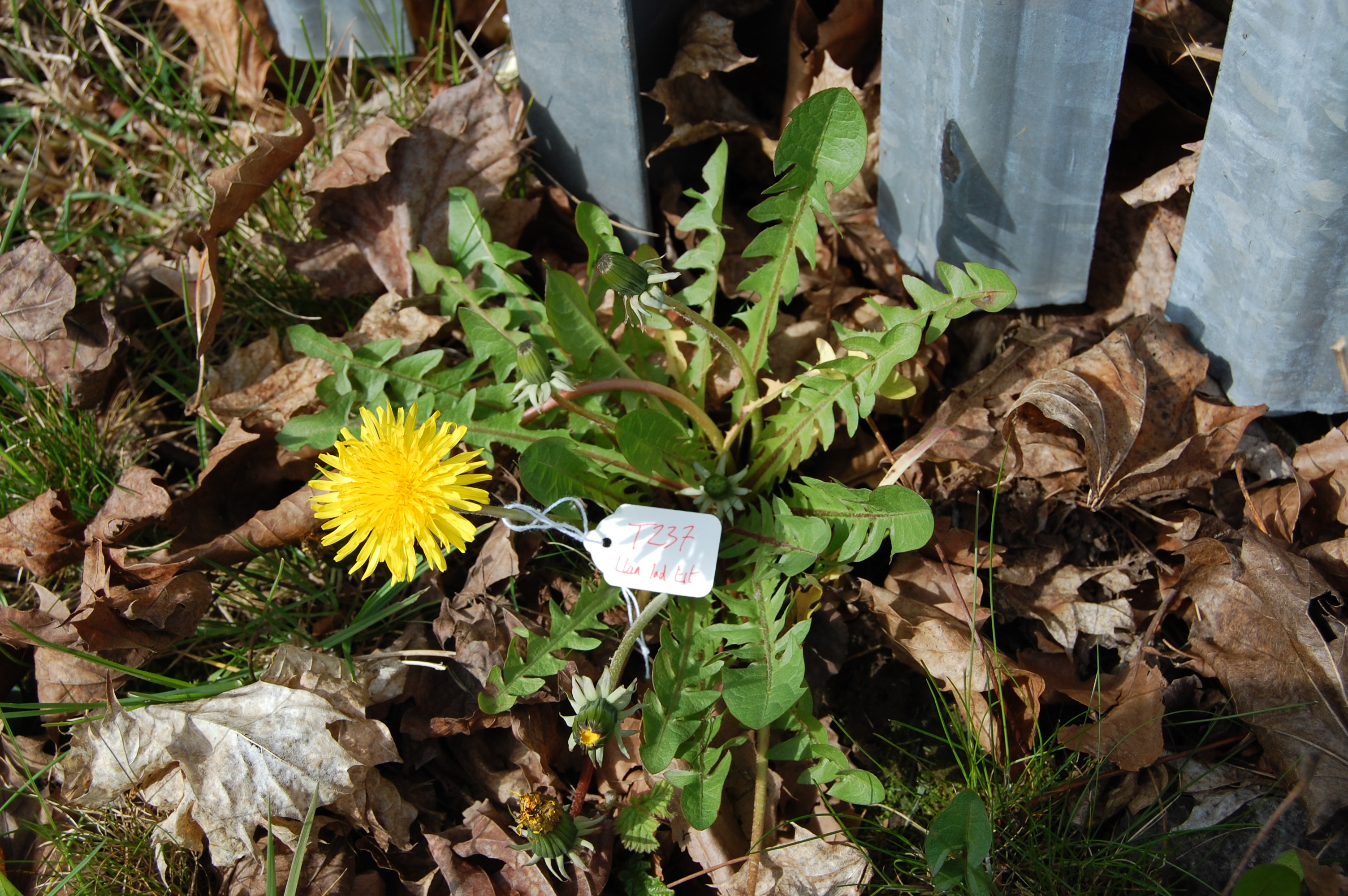 https://pictures.bgbm.org/digilib/Scaler/IIIF/Cichorieae!Taraxacum_vastisectum_A_01.jpg/full/full/0/default.jpg