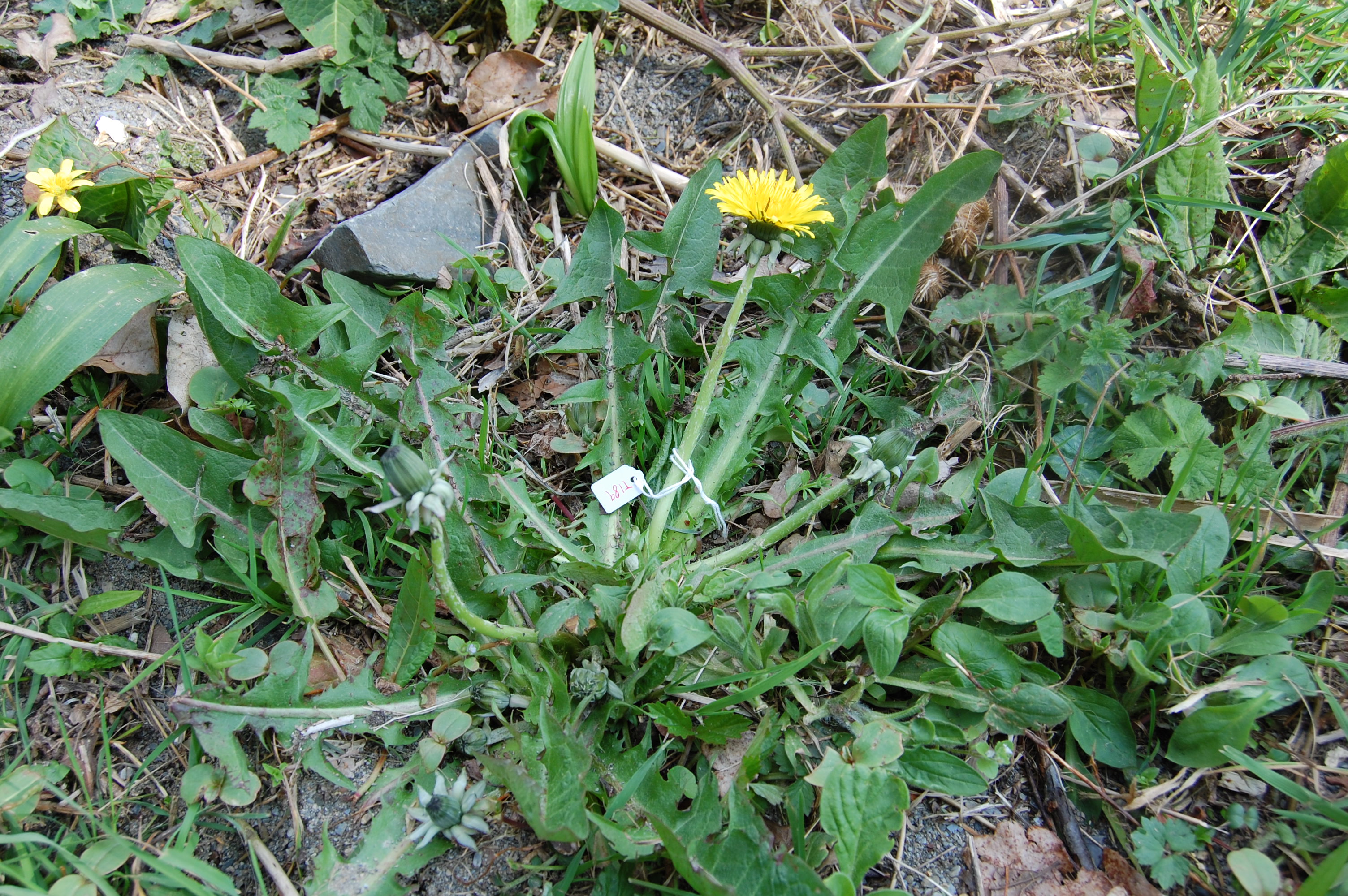 https://pictures.bgbm.org/digilib/Scaler/IIIF/Cichorieae!Taraxacum_xanthostigma_A_01.jpg/full/full/0/default.jpg