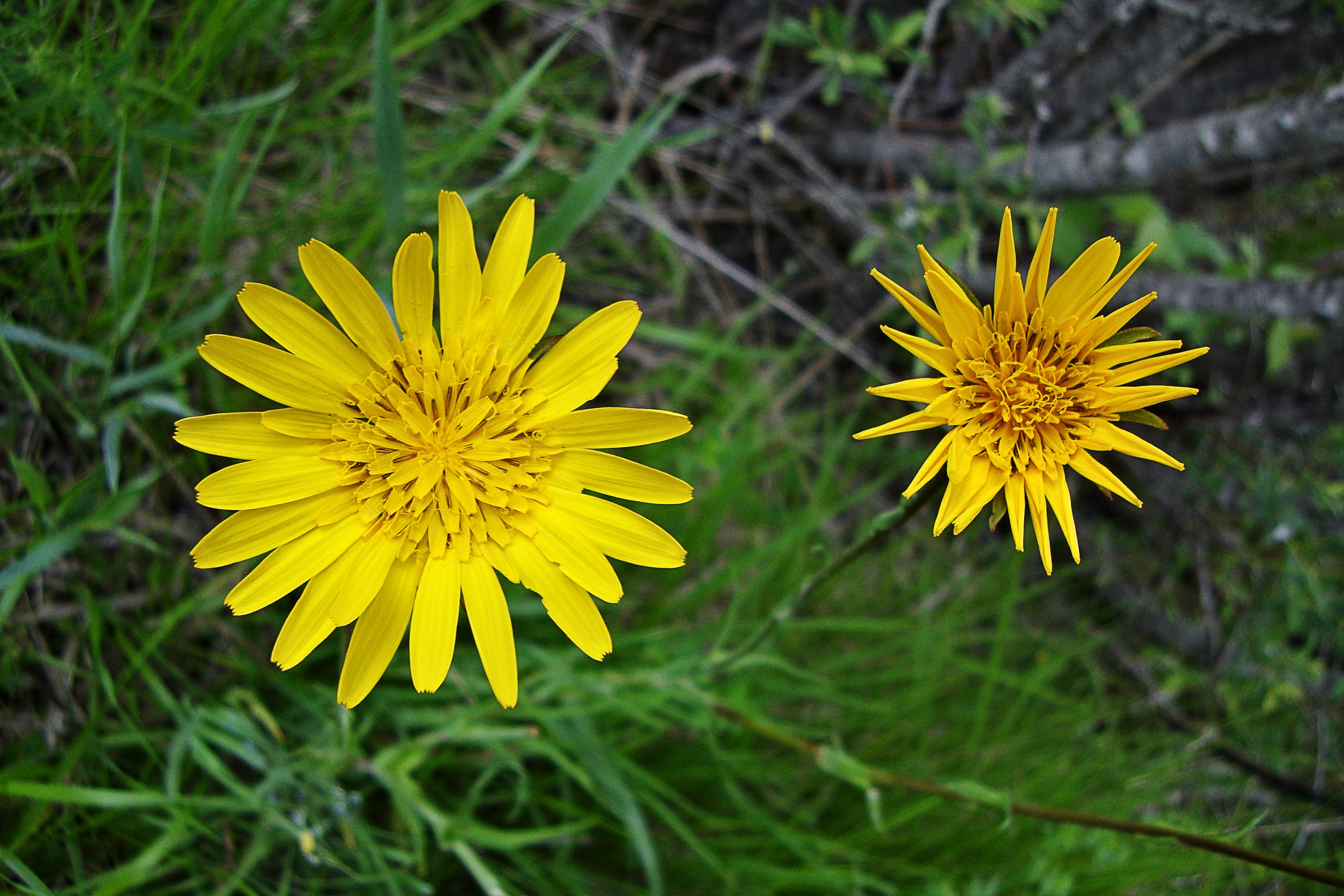 https://pictures.bgbm.org/digilib/Scaler/IIIF/Cichorieae!Tragopogon_pratensis_Bc_01.jpg/full/full/0/default.jpg