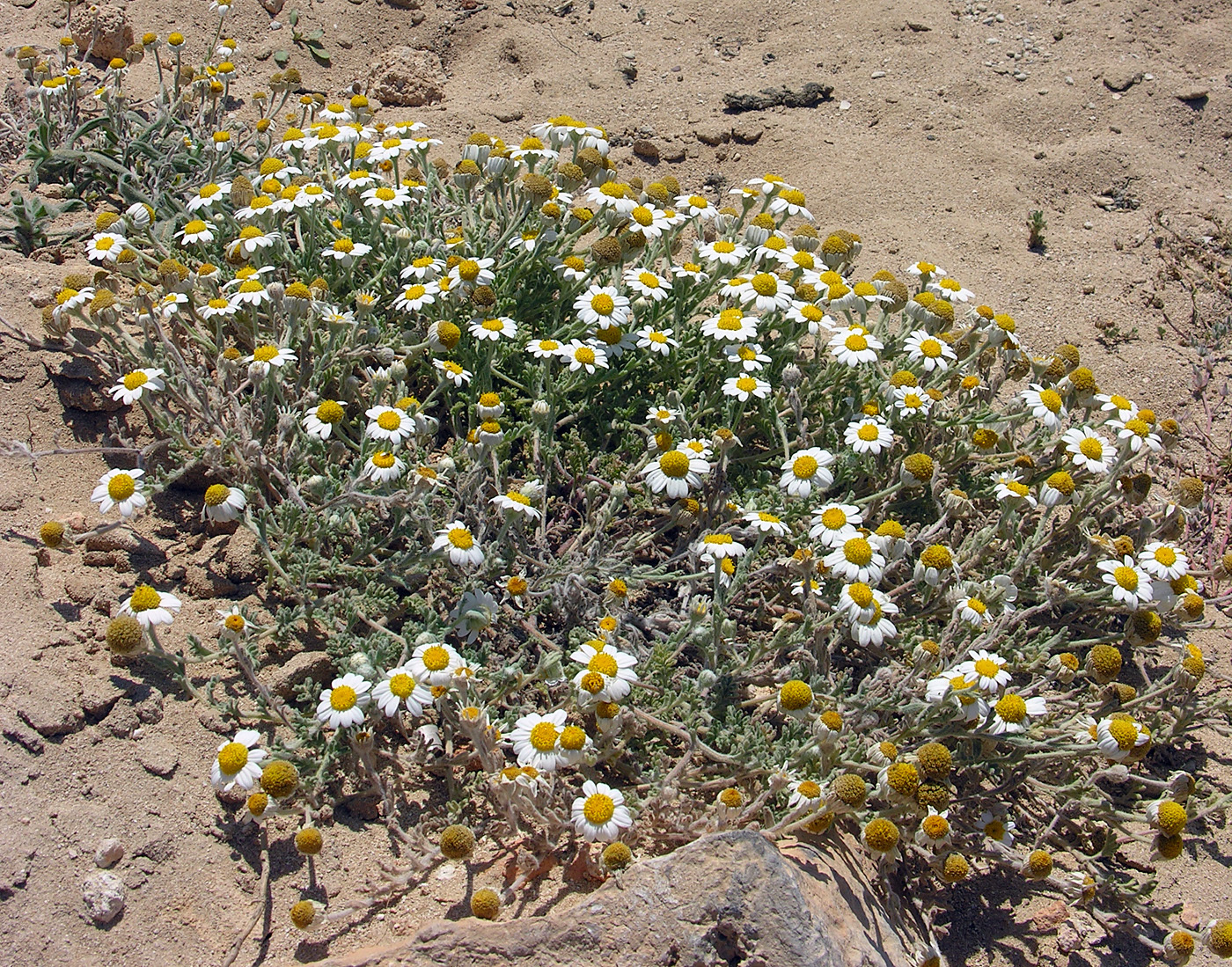 https://pictures.bgbm.org/digilib/Scaler/IIIF/Cyprus!Anthemis_tomentosa_A1.jpg/full/full/0/default.jpg
