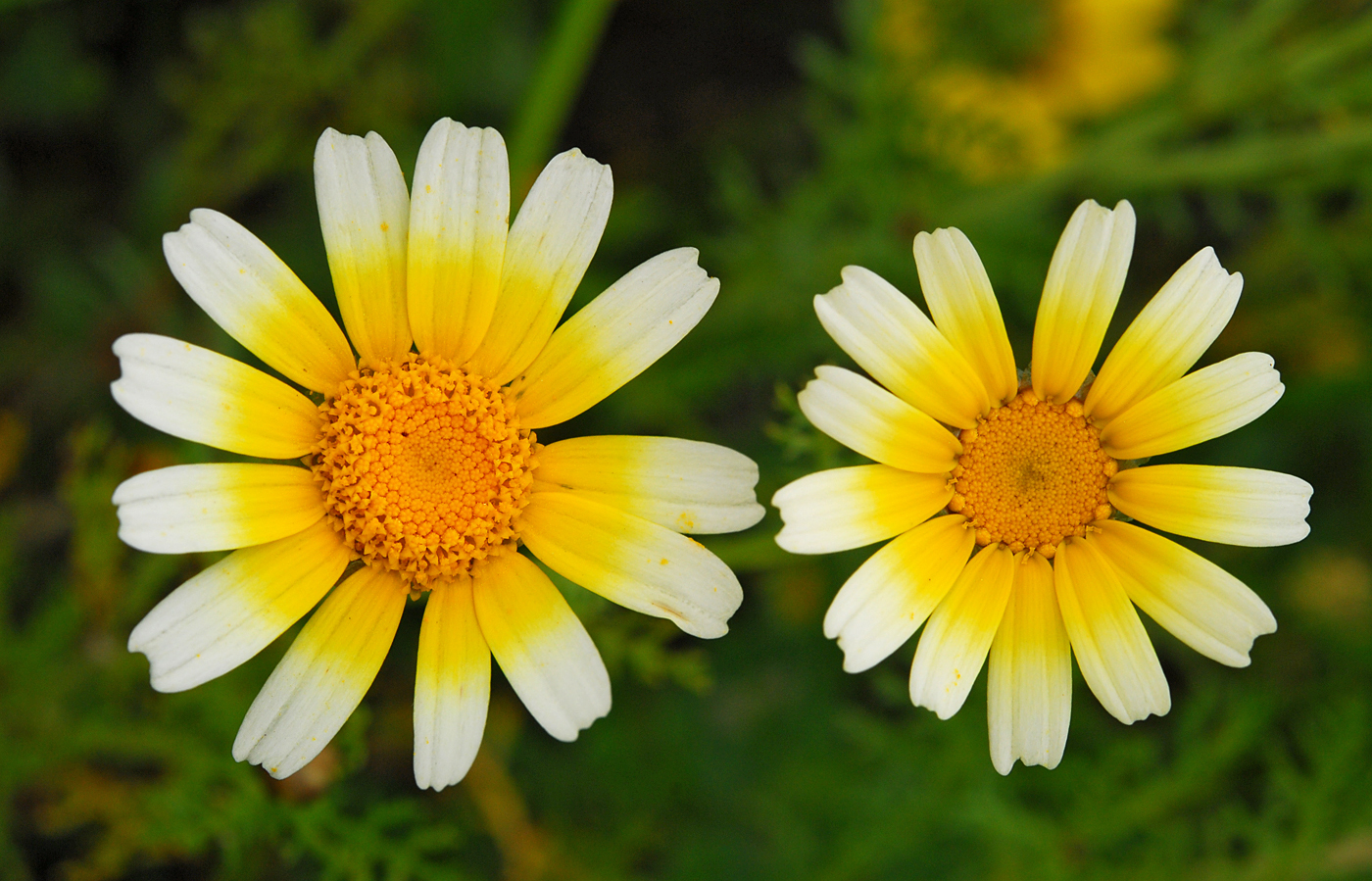 https://pictures.bgbm.org/digilib/Scaler/IIIF/Cyprus!Glebionis_coronaria_B1.jpg/full/full/0/default.jpg