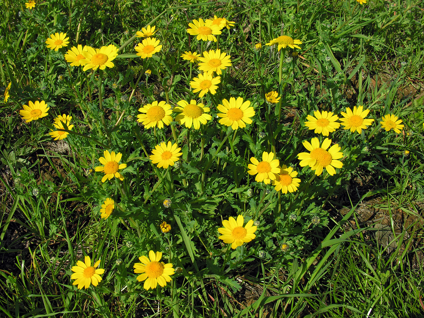 https://pictures.bgbm.org/digilib/Scaler/IIIF/Cyprus!Glebionis_segetum_A1.jpg/full/full/0/default.jpg
