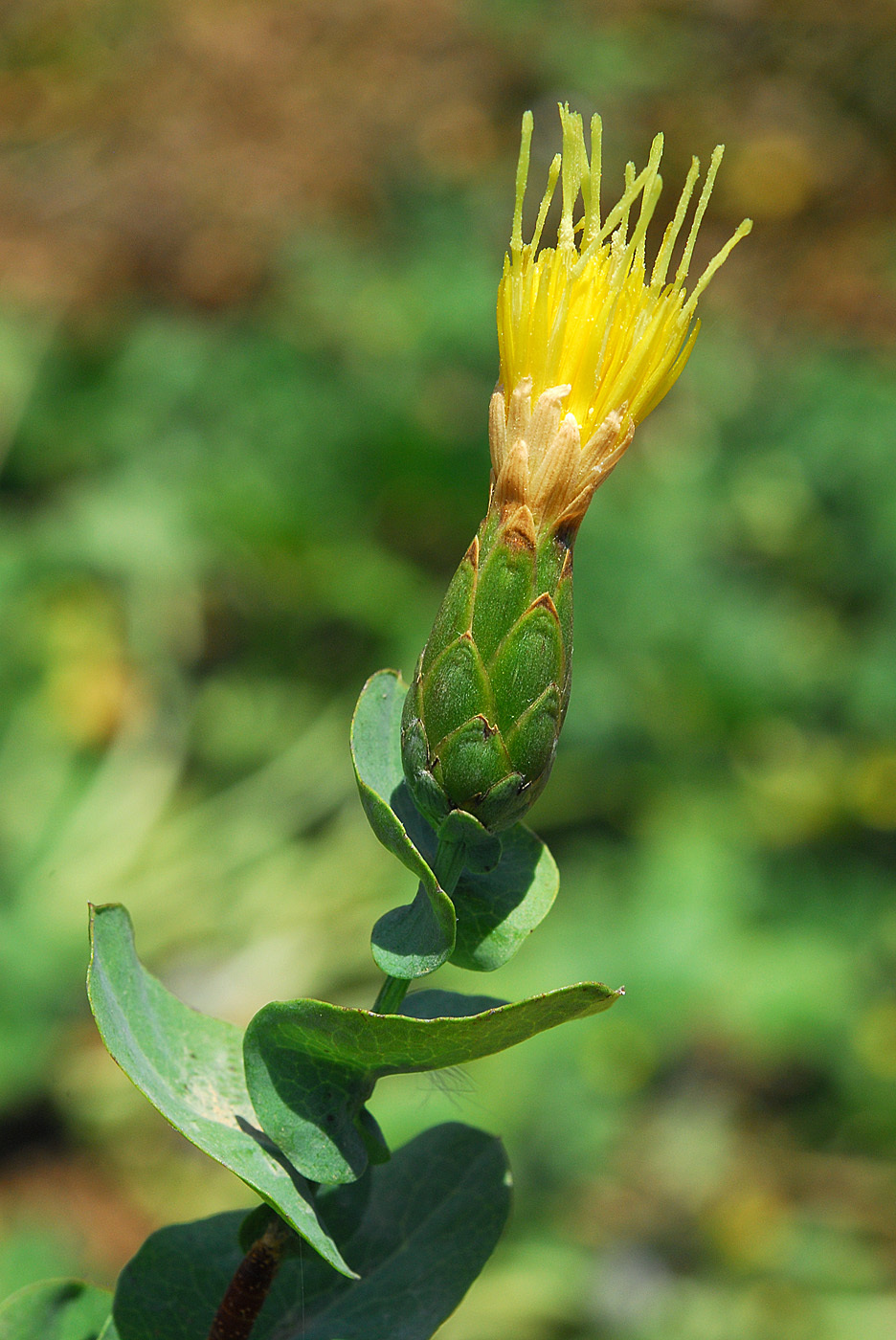 https://pictures.bgbm.org/digilib/Scaler/IIIF/Cyprus!Klasea_cerinthifolia_B1.jpg/full/full/0/default.jpg