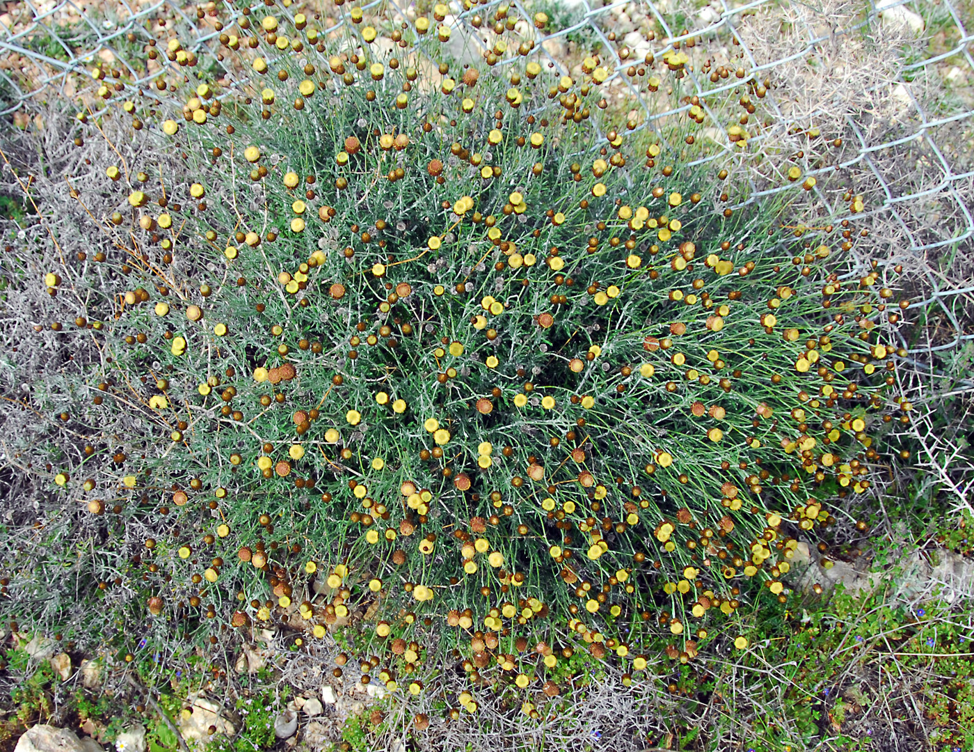 https://pictures.bgbm.org/digilib/Scaler/IIIF/Cyprus!Phagnalon_rupestre_s_graecum_A1.jpg/full/full/0/default.jpg