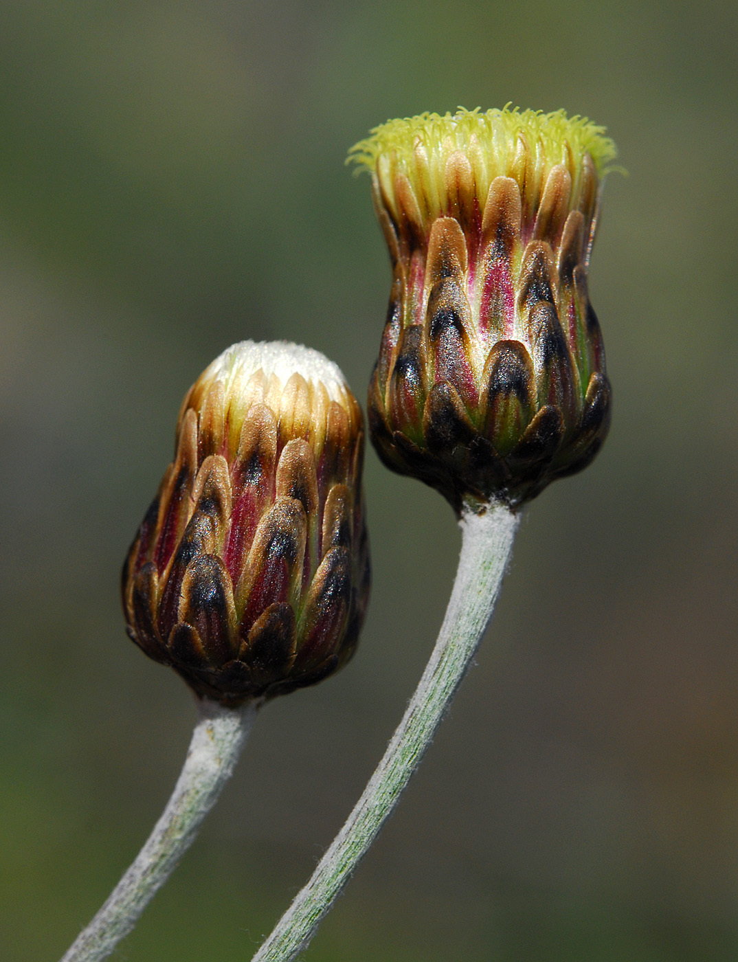 https://pictures.bgbm.org/digilib/Scaler/IIIF/Cyprus!Phagnalon_rupestre_s_rupestre_B4.jpg/full/full/0/default.jpg