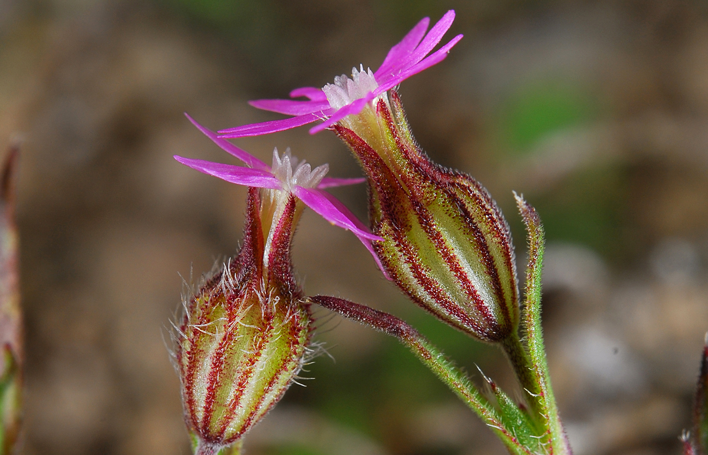 https://pictures.bgbm.org/digilib/Scaler/IIIF/Cyprus!Silene_alexandrina_B1.jpg/full/full/0/default.jpg