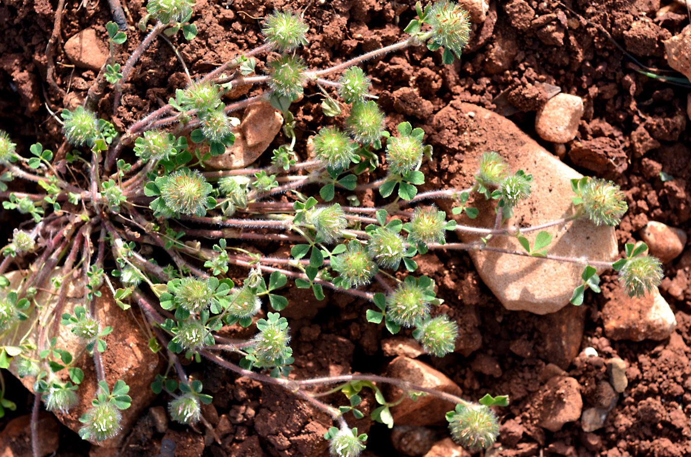 https://pictures.bgbm.org/digilib/Scaler/IIIF/Cyprus!Trifolium_cherleri_A1.jpg/full/full/0/default.jpg