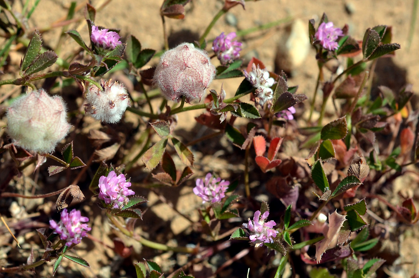 https://pictures.bgbm.org/digilib/Scaler/IIIF/Cyprus!Trifolium_resupinatum_C1.jpg/full/full/0/default.jpg