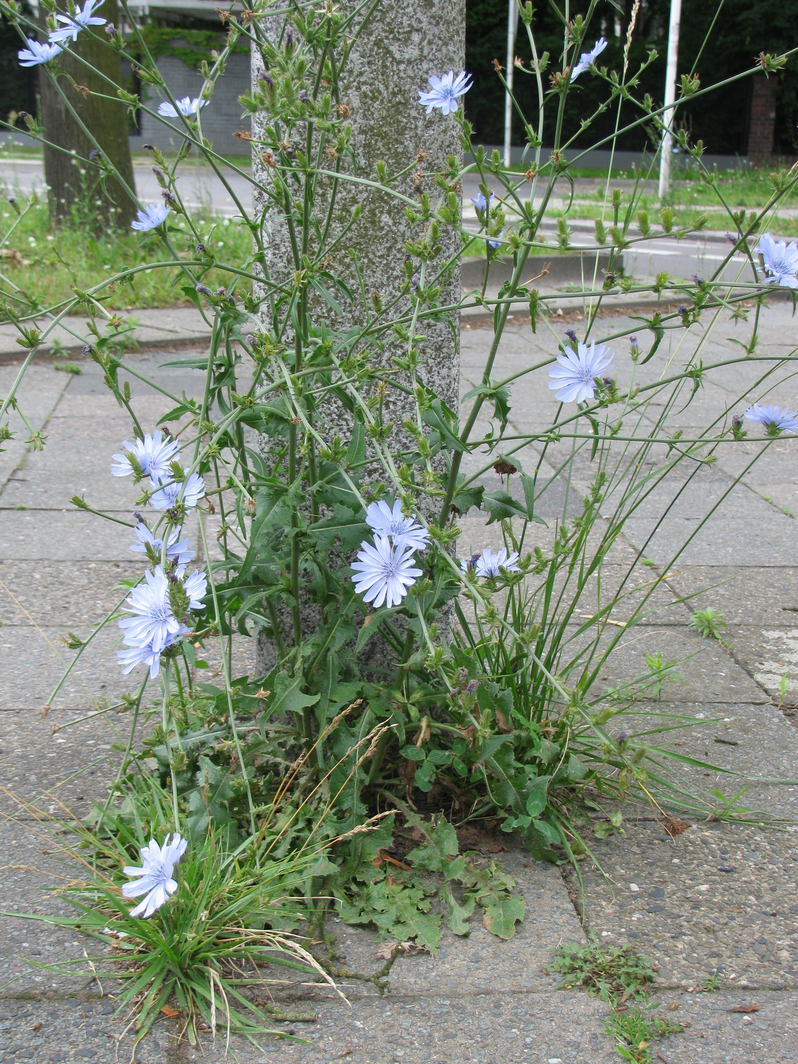 Cichorium Intybus Cichorieae Portal